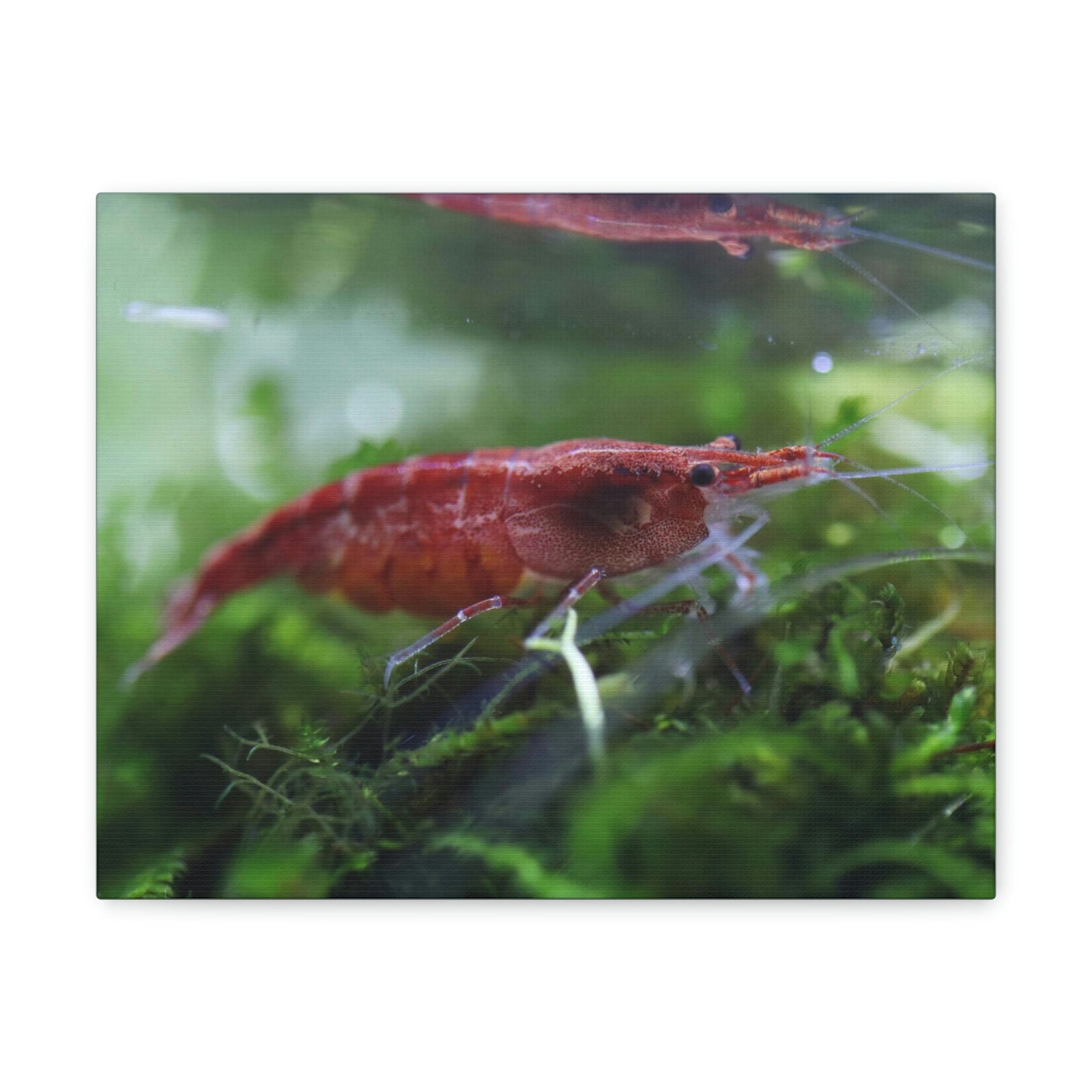 Scripture Walls Shrimp Hunting Shrimp on Hunt Print Animal Wall Art Wildlife Canvas Prints Wall Art Ready to Hang Unframed-Express Your Love Gifts