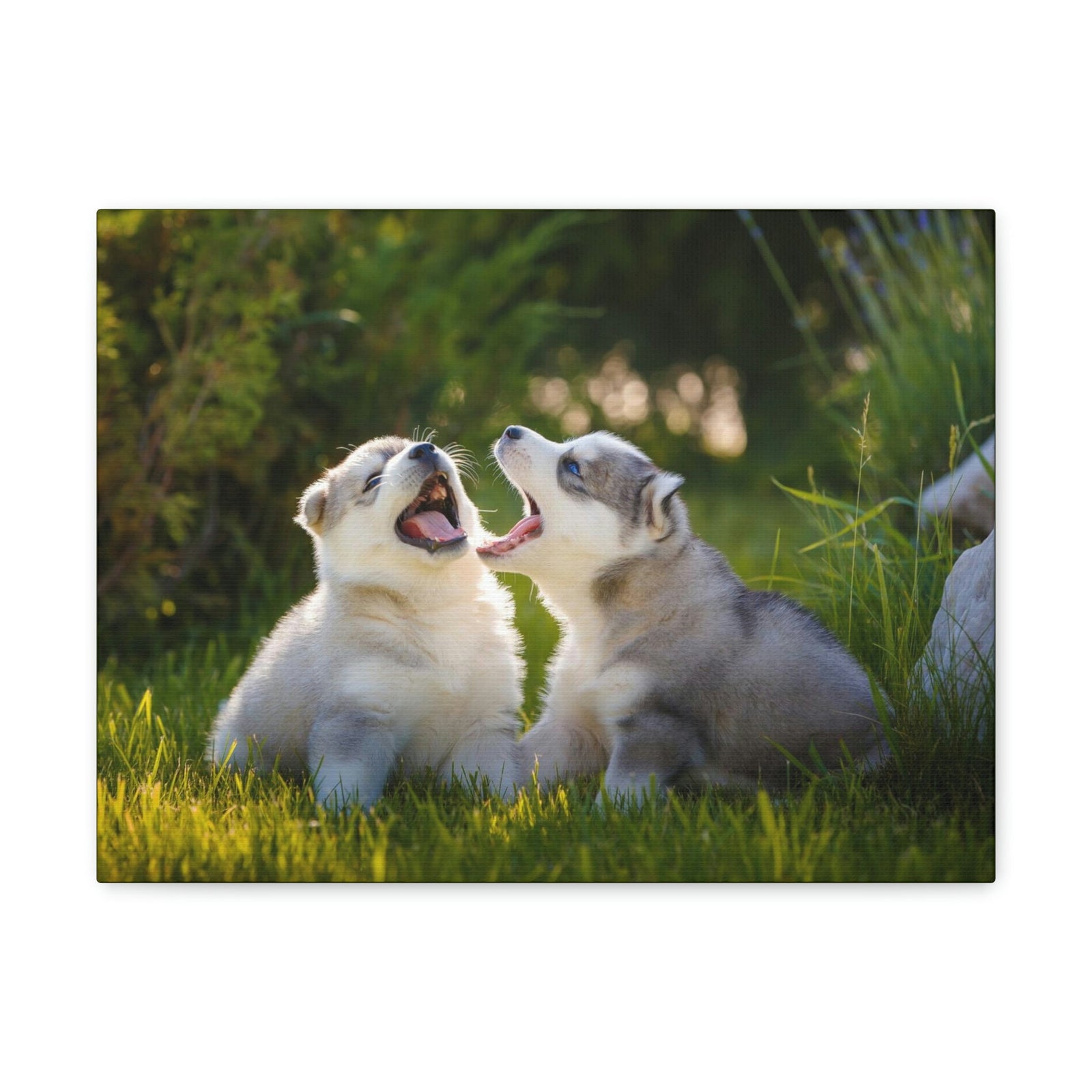 Scripture Walls Siberian Husky Couple Siberian Husky Couple Print Animal Wall Art Wildlife Canvas Prints Wall Art Ready to Hang Unframed-Express Your Love Gifts