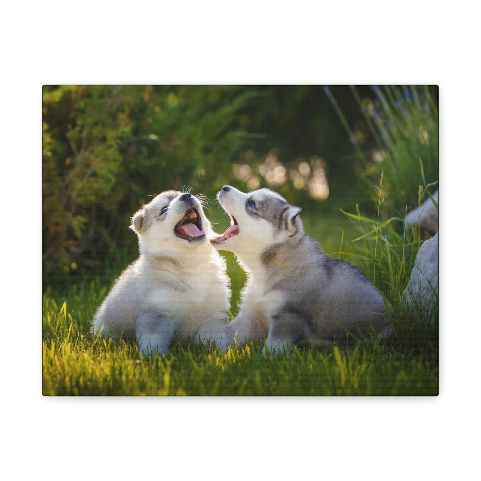 Scripture Walls Siberian Husky Couple Siberian Husky Couple Print Animal Wall Art Wildlife Canvas Prints Wall Art Ready to Hang Unframed-Express Your Love Gifts