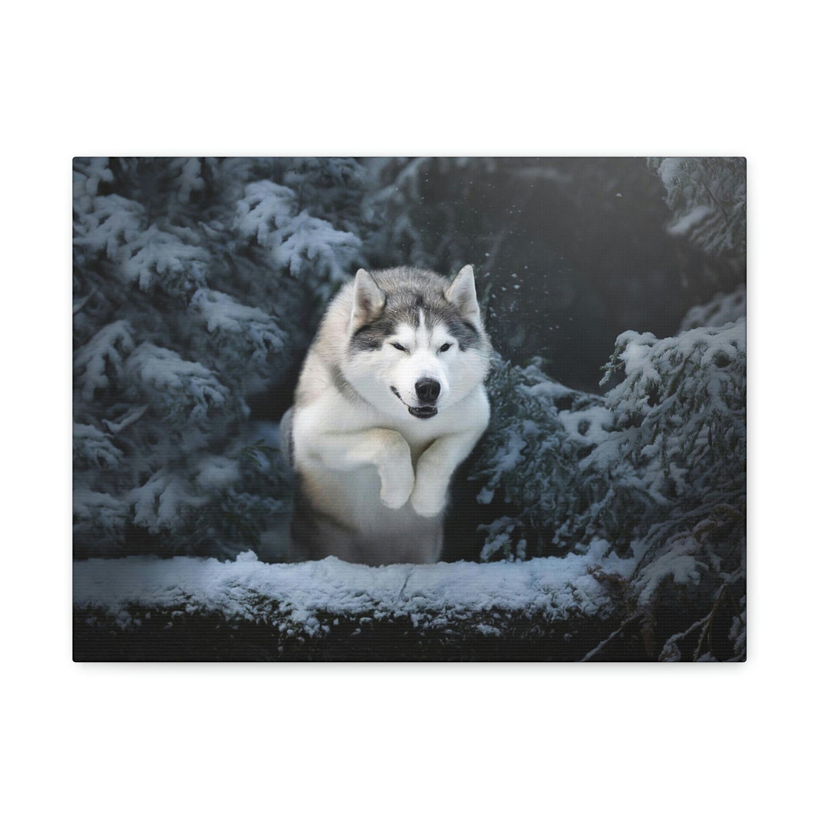 Scripture Walls Siberian Husky Hunting Siberian Husky on Hunt Print Animal Wall Art Wildlife Canvas Prints Wall Art Ready to Hang Unframed-Express Your Love Gifts