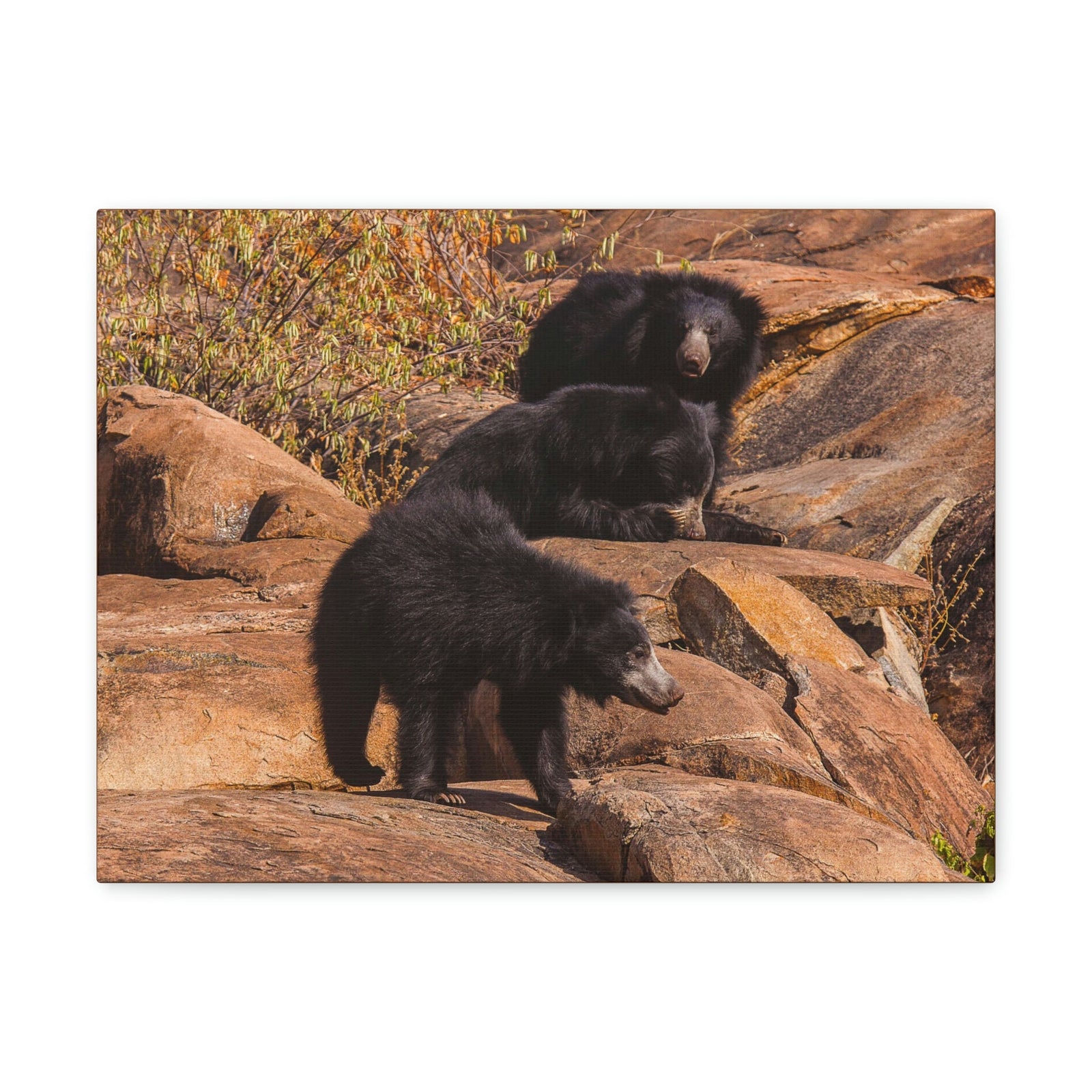 Scripture Walls Sloth Bear Group Sloth Bear Troop Print Animal Wall Art Wildlife Canvas Prints Wall Art Ready to Hang Unframed-Express Your Love Gifts