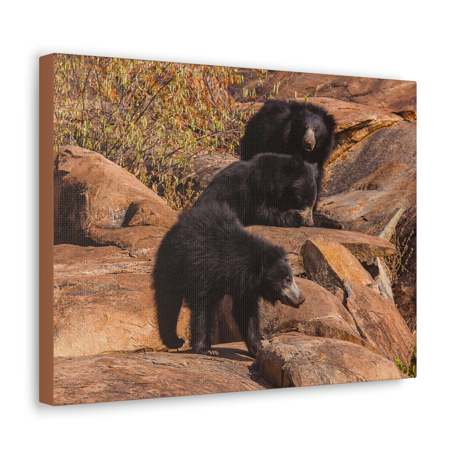 Scripture Walls Sloth Bear Group Sloth Bear Troop Print Animal Wall Art Wildlife Canvas Prints Wall Art Ready to Hang Unframed-Express Your Love Gifts