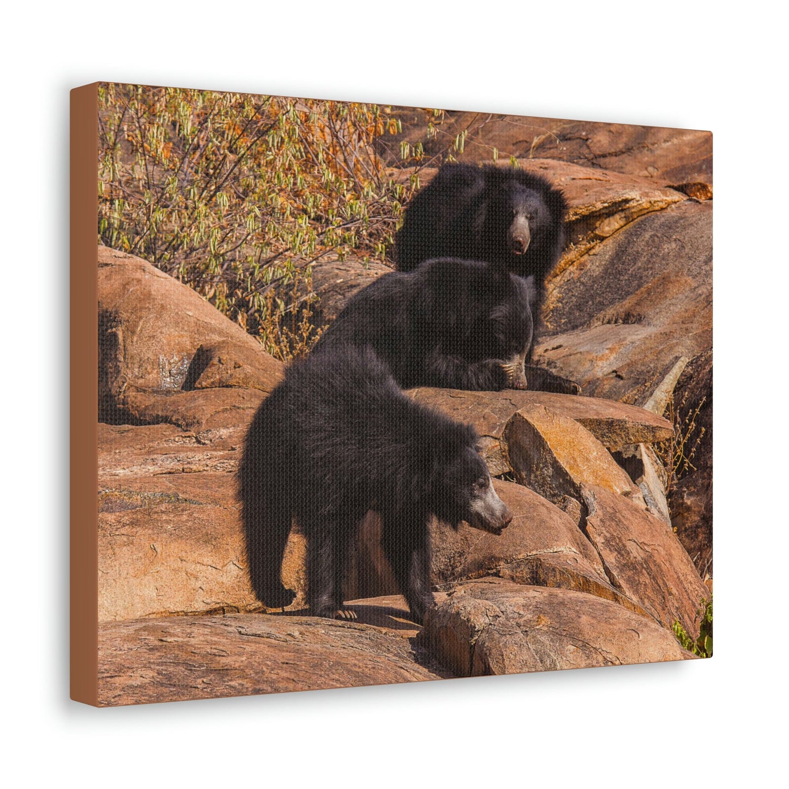 Scripture Walls Sloth Bear Group Sloth Bear Troop Print Animal Wall Art Wildlife Canvas Prints Wall Art Ready to Hang Unframed-Express Your Love Gifts