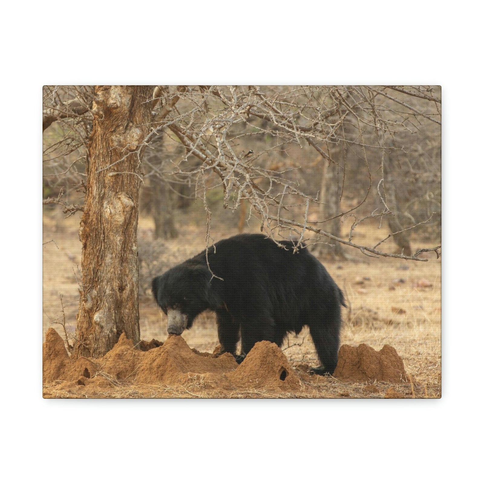 Scripture Walls Sloth Bear Hunting Sloth Bear on Hunt Print Animal Wall Art Wildlife Canvas Prints Wall Art Ready to Hang Unframed-Express Your Love Gifts