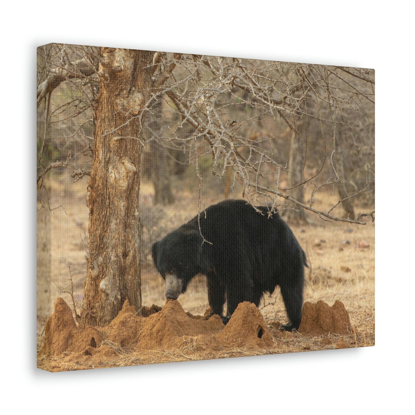 Scripture Walls Sloth Bear Hunting Sloth Bear on Hunt Print Animal Wall Art Wildlife Canvas Prints Wall Art Ready to Hang Unframed-Express Your Love Gifts