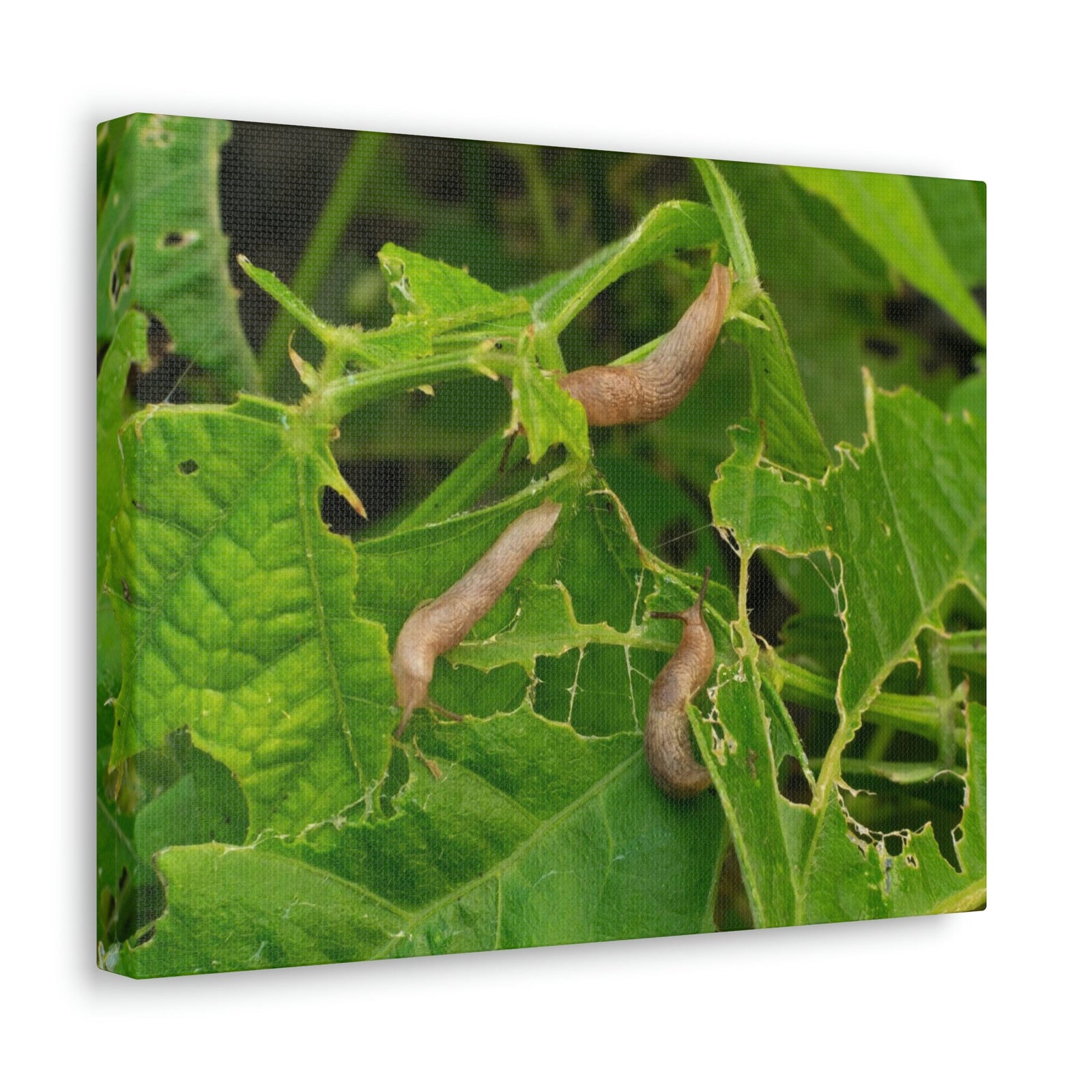 Scripture Walls Slug Hunting Slug on Hunt Print Animal Wall Art Wildlife Canvas Prints Wall Art Ready to Hang Unframed-Express Your Love Gifts