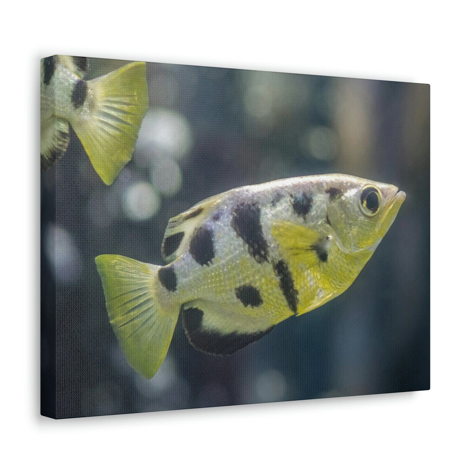 Small Archer Fish Archer Fish In Aquarium Wall Art Ready To Hang Unframed-Express Your Love Gifts