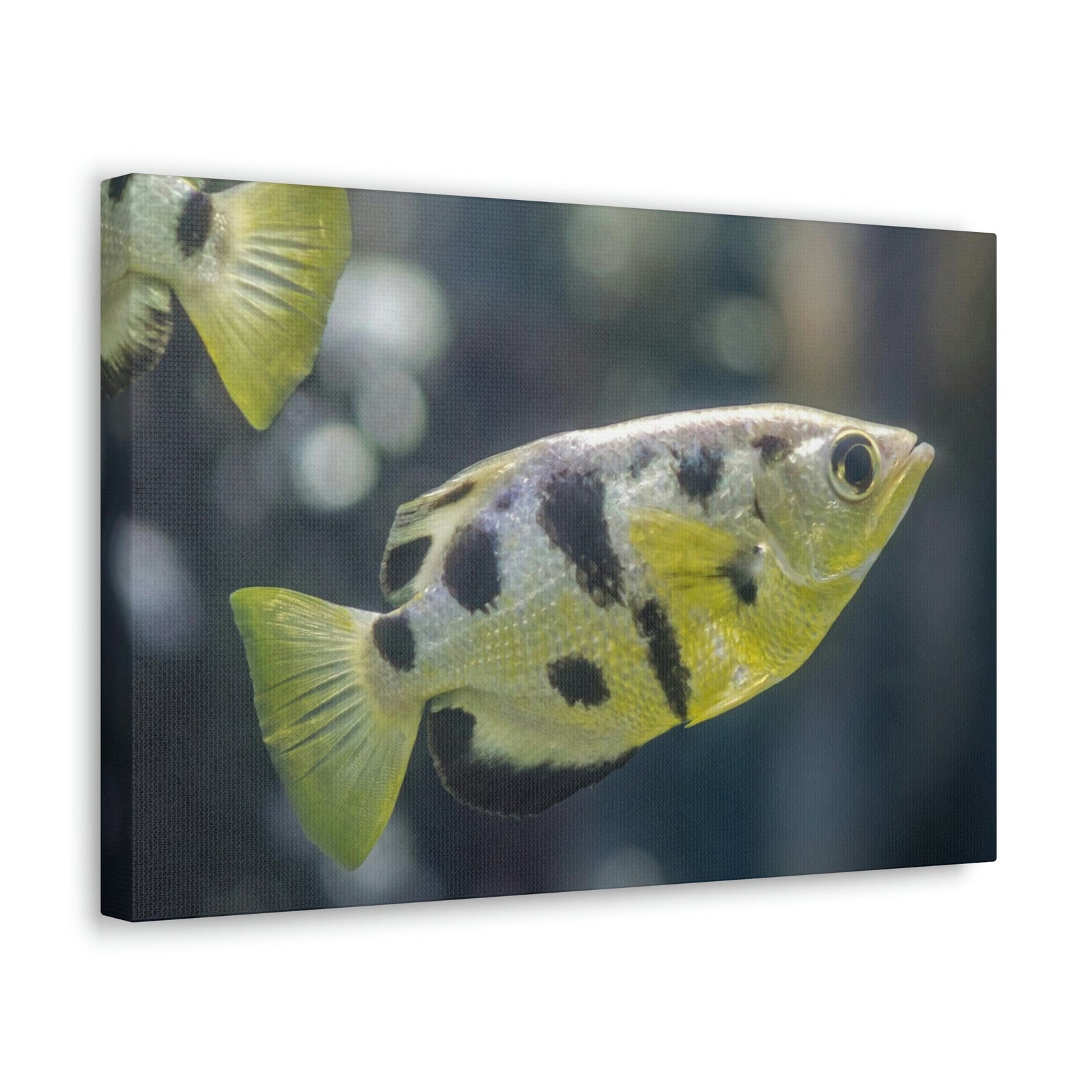 Small Archer Fish Archer Fish In Aquarium Wall Art Ready To Hang Unframed-Express Your Love Gifts