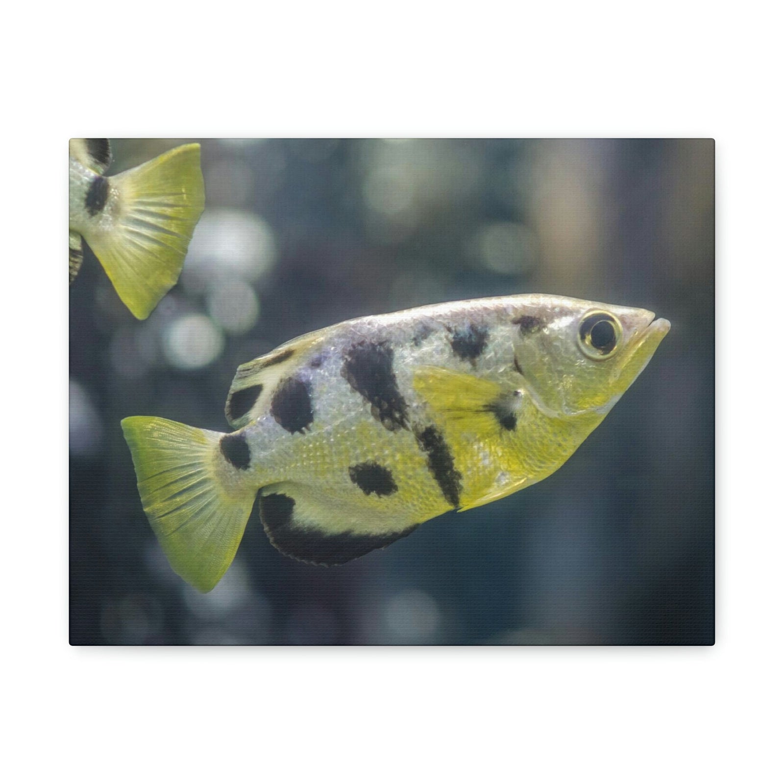 Small Archer Fish Archer Fish In Aquarium Wall Art Ready To Hang Unframed-Express Your Love Gifts