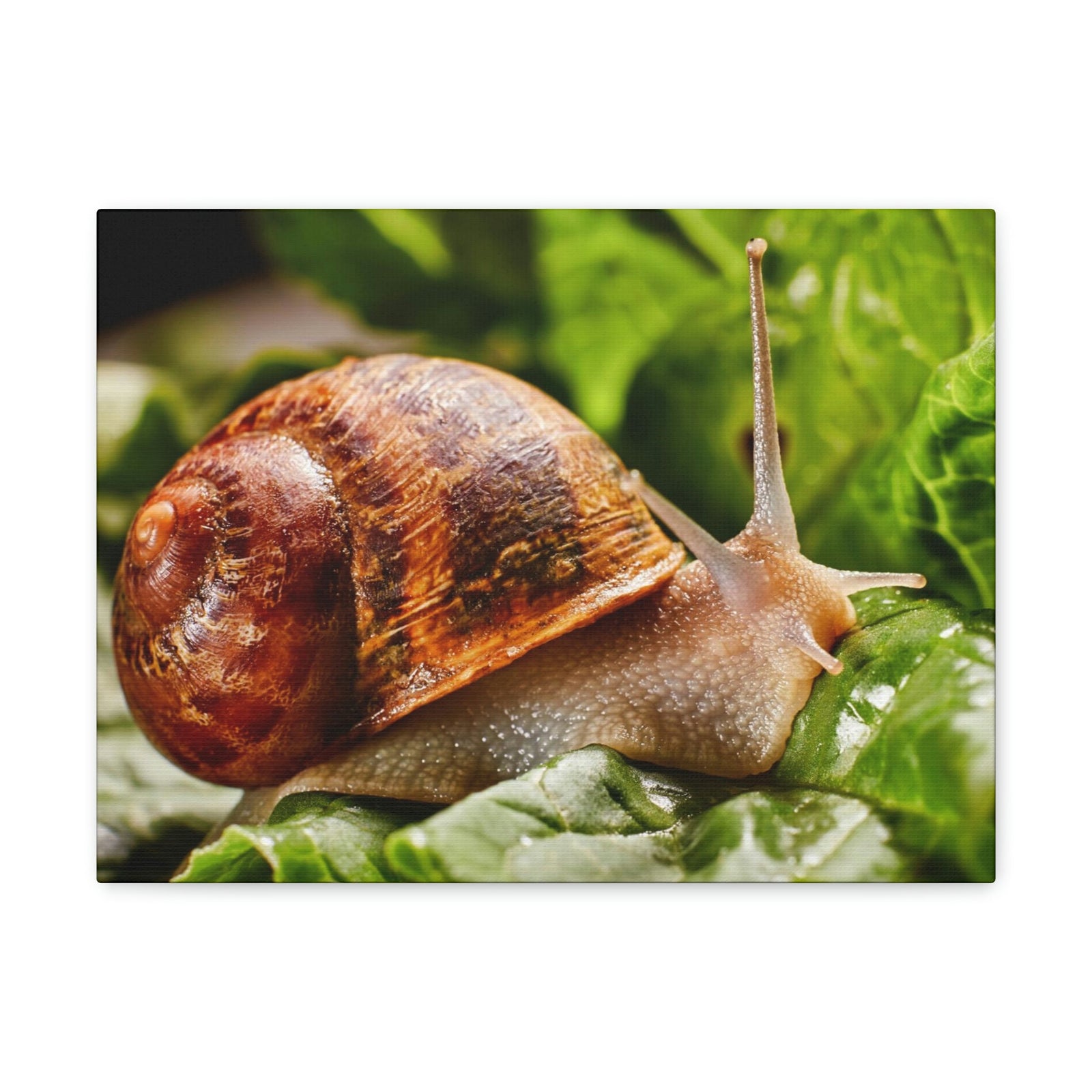 Scripture Walls Snails Hunting Snails on Hunt Print Animal Wall Art Wildlife Canvas Prints Wall Art Ready to Hang Unframed-Express Your Love Gifts