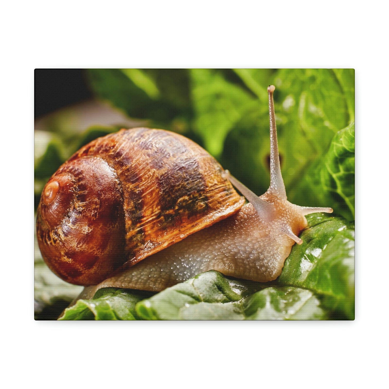 Scripture Walls Snails Hunting Snails on Hunt Print Animal Wall Art Wildlife Canvas Prints Wall Art Ready to Hang Unframed-Express Your Love Gifts