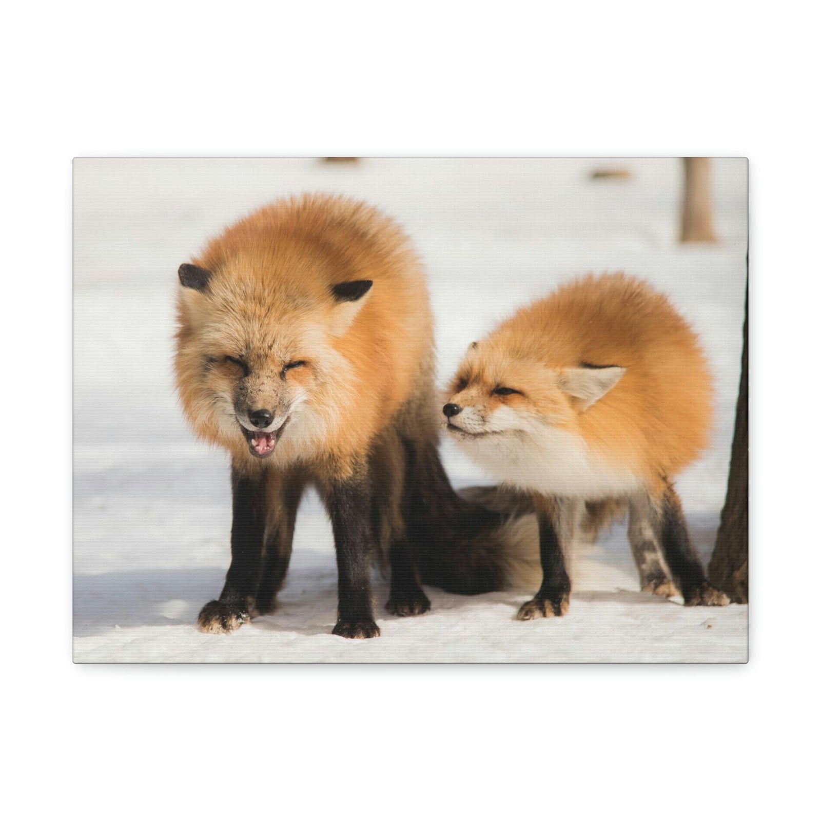 Scripture Walls Snow Fox Couple Snow Fox Couple Print Animal Wall Art Wildlife Canvas Prints Wall Art Ready to Hang Unframed-Express Your Love Gifts