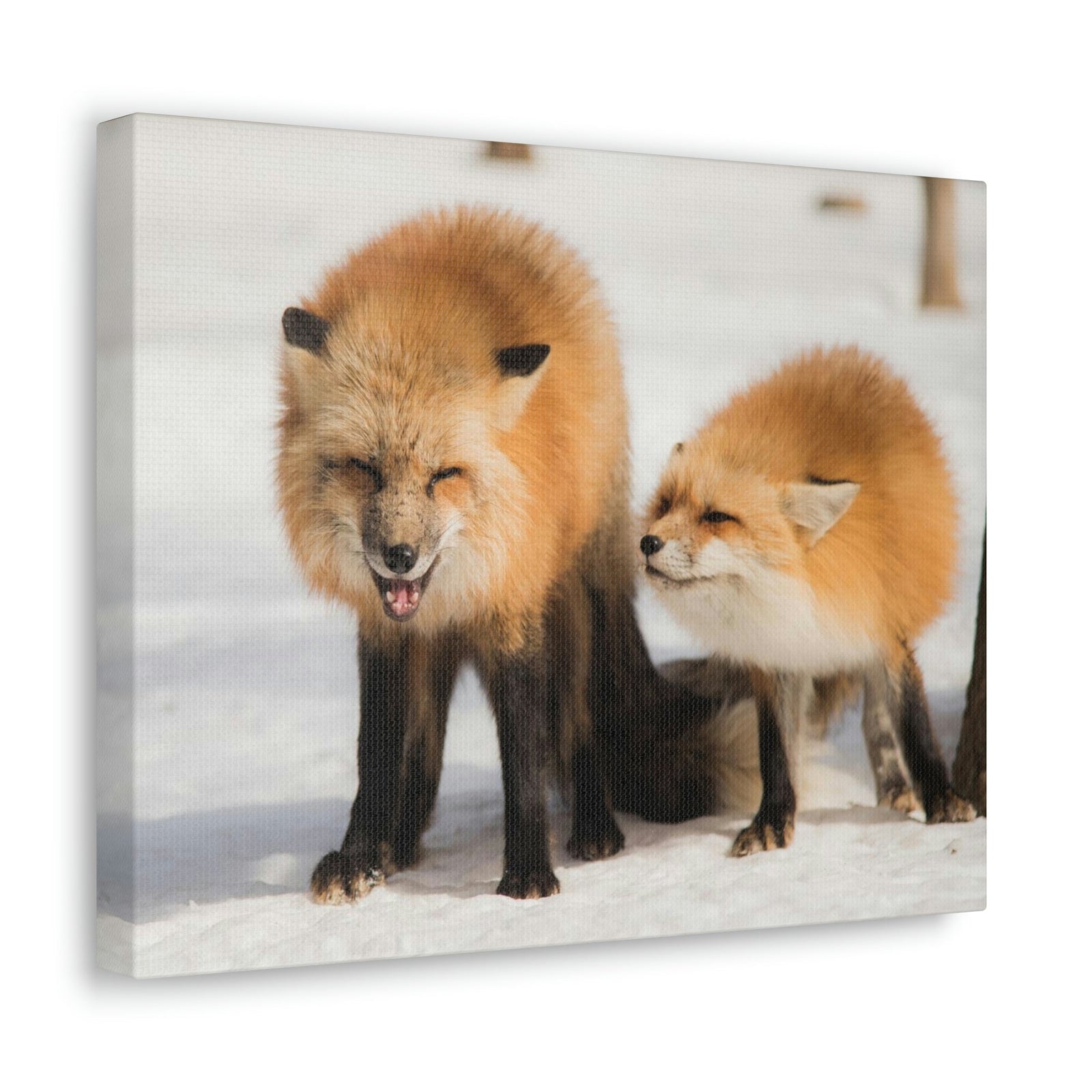 Scripture Walls Snow Fox Couple Snow Fox Couple Print Animal Wall Art Wildlife Canvas Prints Wall Art Ready to Hang Unframed-Express Your Love Gifts