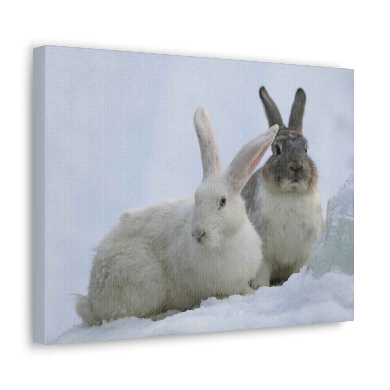 Scripture Walls Snow Hare Couple Snow Hare Couple Print Animal Wall Art Wildlife Canvas Prints Wall Art Ready to Hang Unframed-Express Your Love Gifts