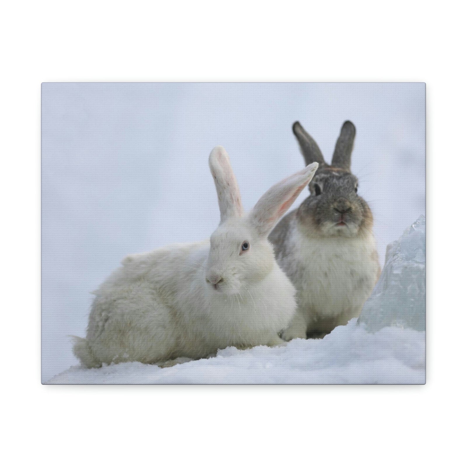 Scripture Walls Snow Hare Couple Snow Hare Couple Print Animal Wall Art Wildlife Canvas Prints Wall Art Ready to Hang Unframed-Express Your Love Gifts