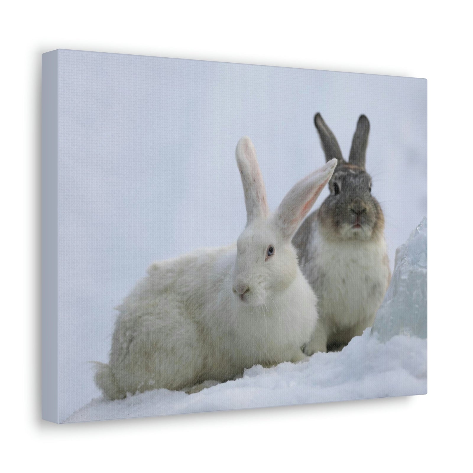 Scripture Walls Snow Hare Couple Snow Hare Couple Print Animal Wall Art Wildlife Canvas Prints Wall Art Ready to Hang Unframed-Express Your Love Gifts