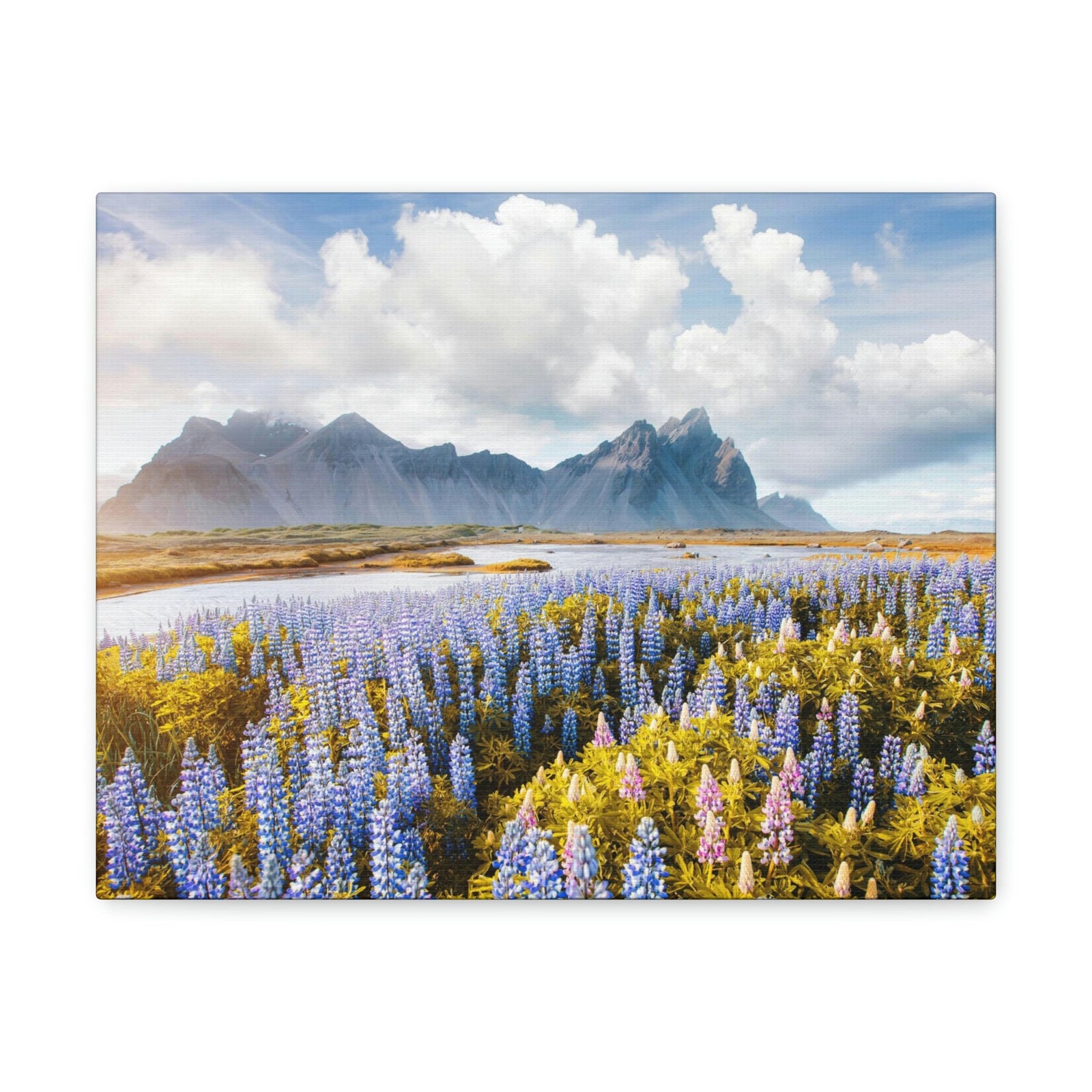 Splendid Lupine Flower on Sunny Day Scene Beautiful Surprising and Shocking Beauty Nature Scene View of Mountain in Flower Garden Wall Art Ready to Hang Unframed-Express Your Love Gifts