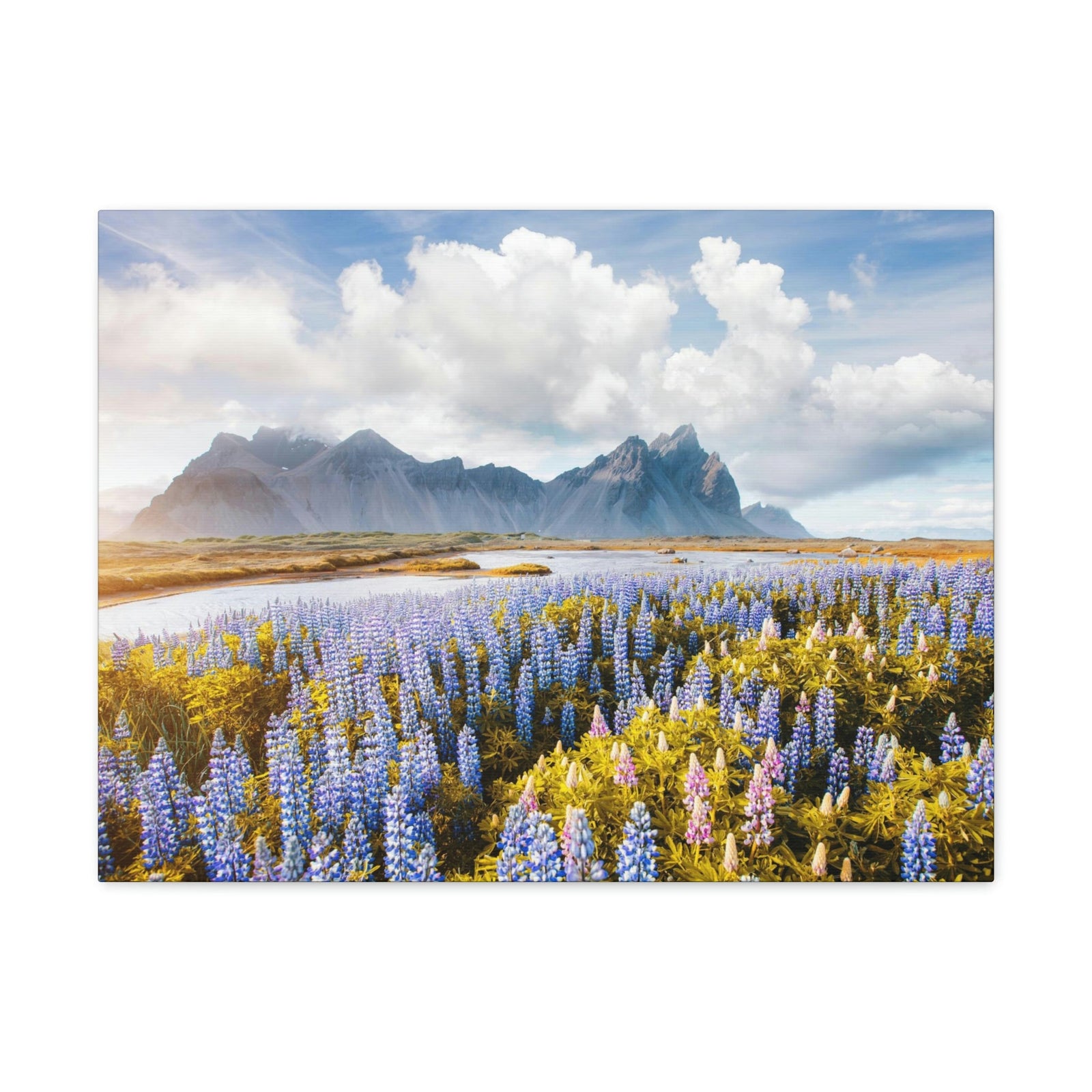 Splendid Lupine Flower on Sunny Day Scene Beautiful Surprising and Shocking Beauty Nature Scene View of Mountain in Flower Garden Wall Art Ready to Hang Unframed-Express Your Love Gifts