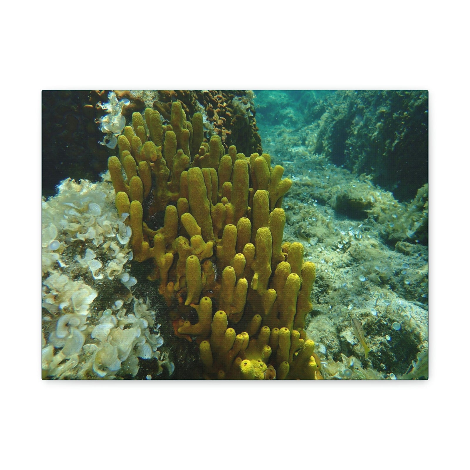 Scripture Walls Sponge Group Sponge Troop Print Animal Wall Art Wildlife Canvas Prints Wall Art Ready to Hang Unframed-Express Your Love Gifts