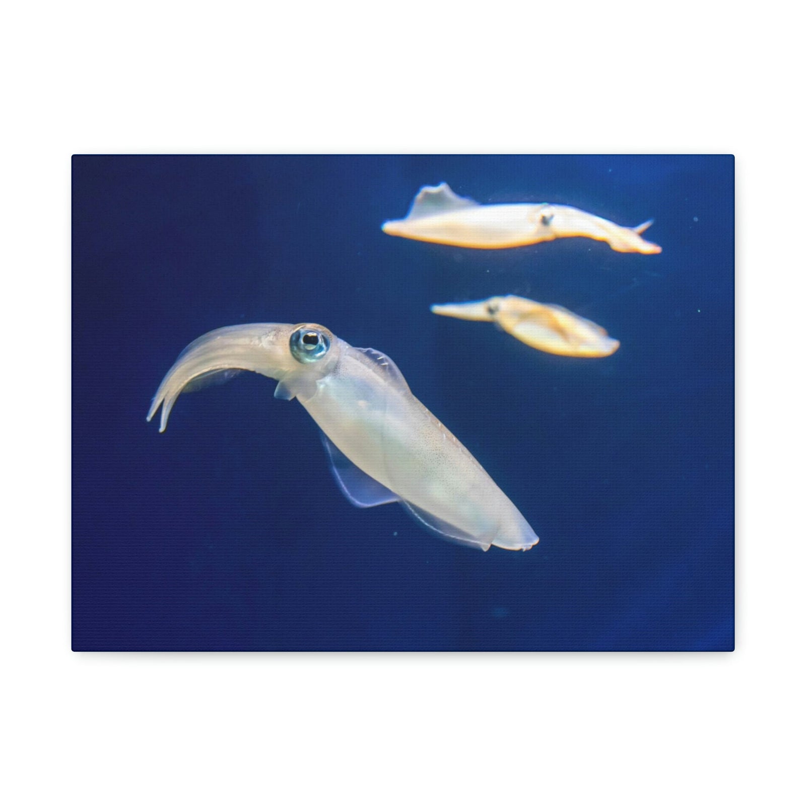 Scripture Walls Squid Group Squid Troop Print Animal Wall Art Wildlife Canvas Prints Wall Art Ready to Hang Unframed-Express Your Love Gifts