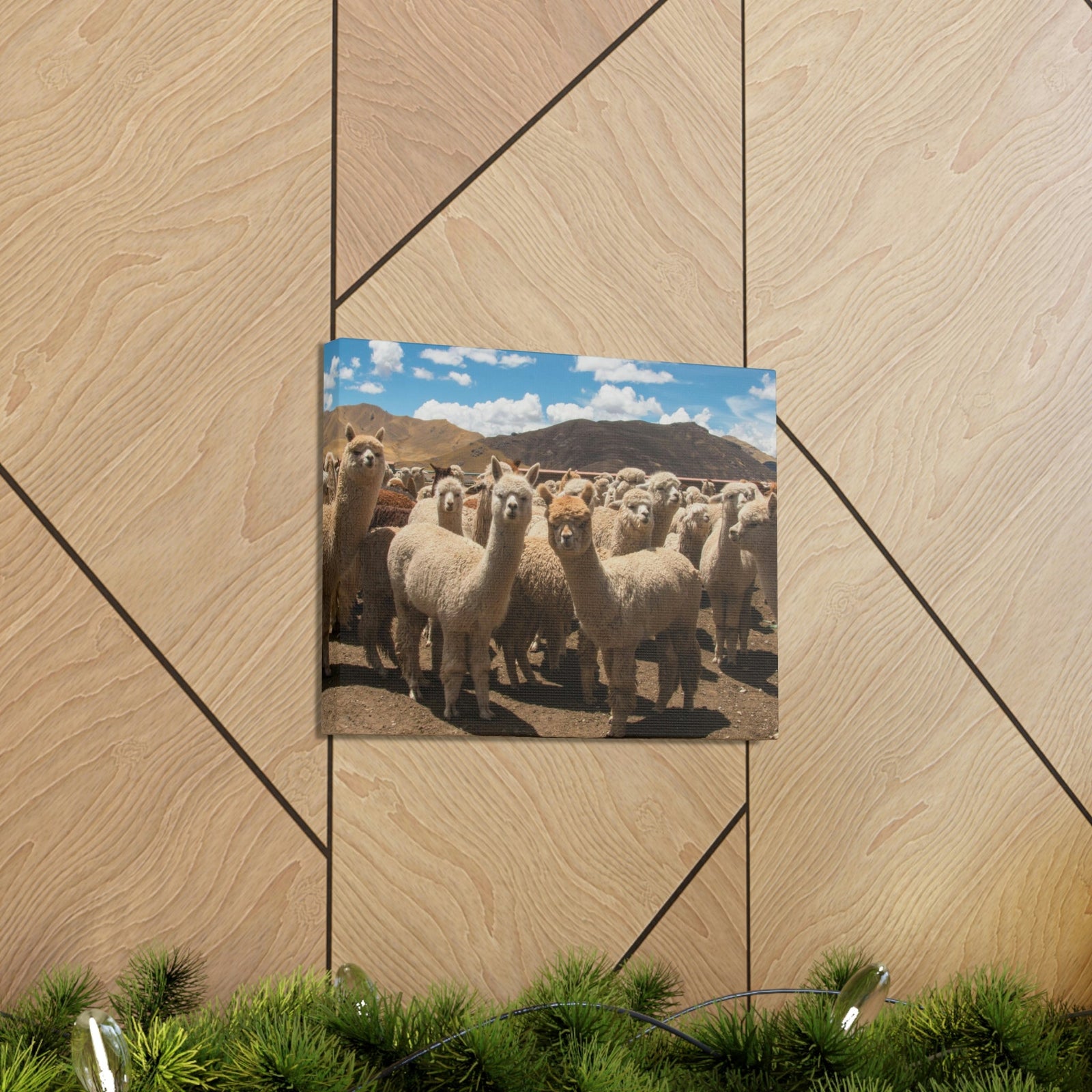 Staring Herd Of Alpaca Say Cheese Alpaca Outside Wall Art Ready To Hang Unframed-Express Your Love Gifts
