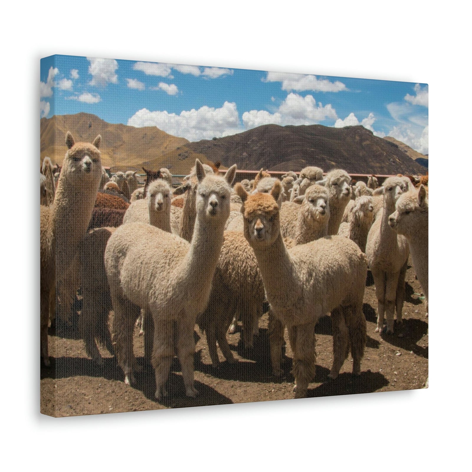 Staring Herd Of Alpaca Say Cheese Alpaca Outside Wall Art Ready To Hang Unframed-Express Your Love Gifts