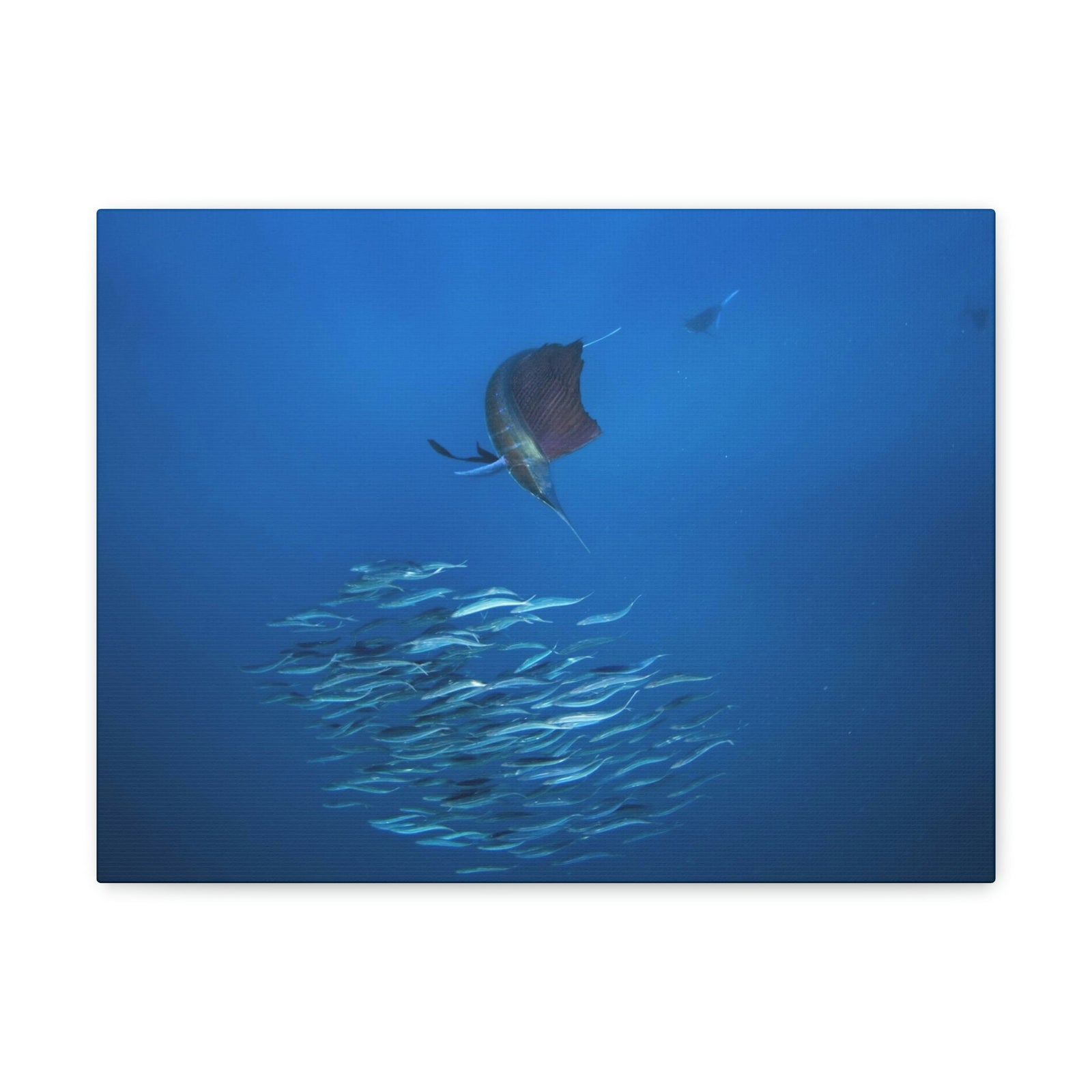 Scripture Walls Sword Fish Hunting Sword Fish on Hunt Print Animal Wall Art Wildlife Canvas Prints Wall Art Ready to Hang Unframed-Express Your Love Gifts