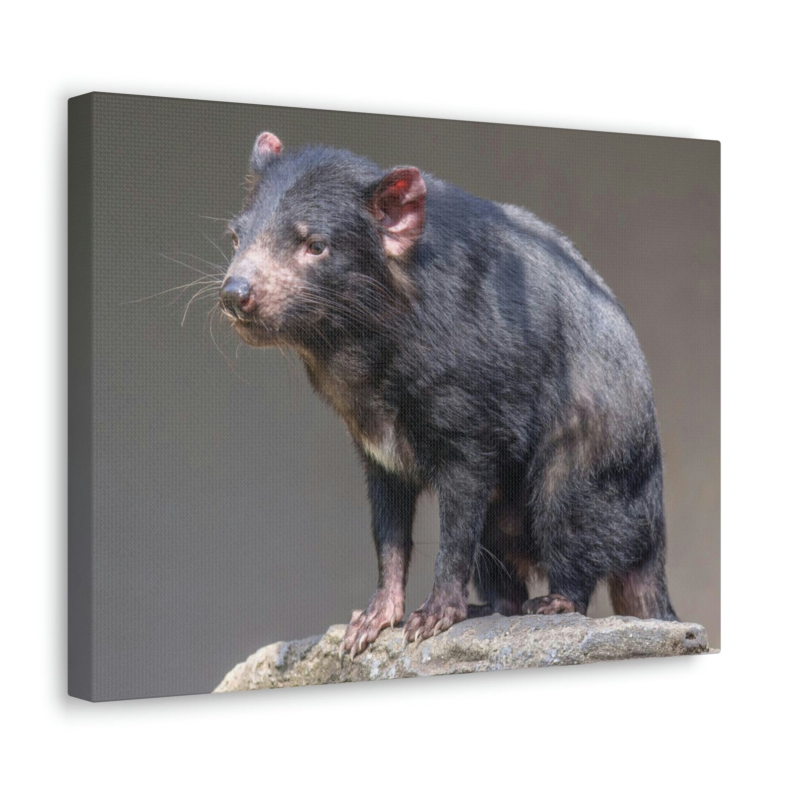 Scripture Walls Tasmanian Devil Hunting Tasmanian Devil on Hunt Print Animal Wall Art Wildlife Canvas Prints Wall Art Ready to Hang Unframed-Express Your Love Gifts