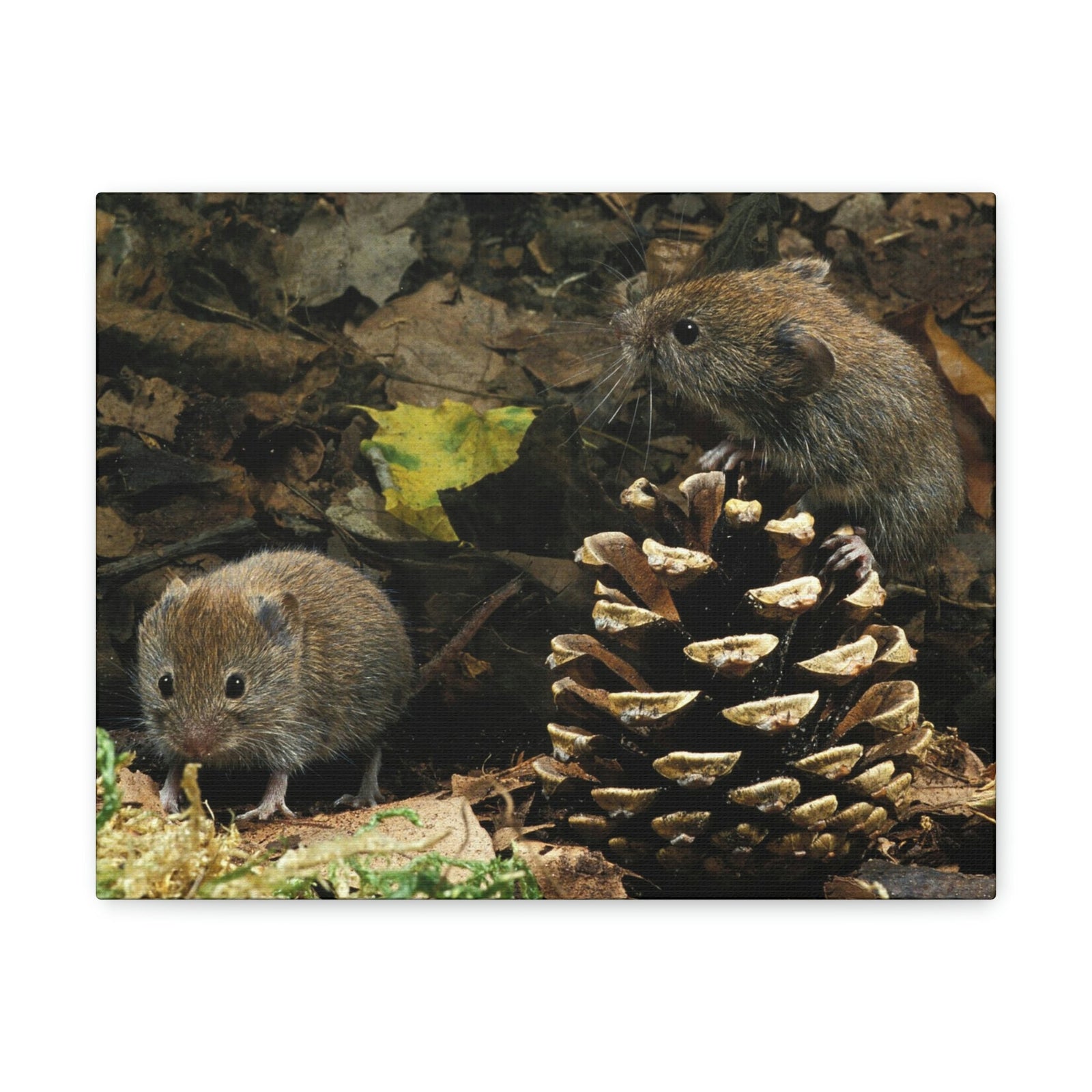 Scripture Walls Vole Couple Vole Couple Print Animal Wall Art Wildlife Canvas Prints Wall Art Ready to Hang Unframed-Express Your Love Gifts