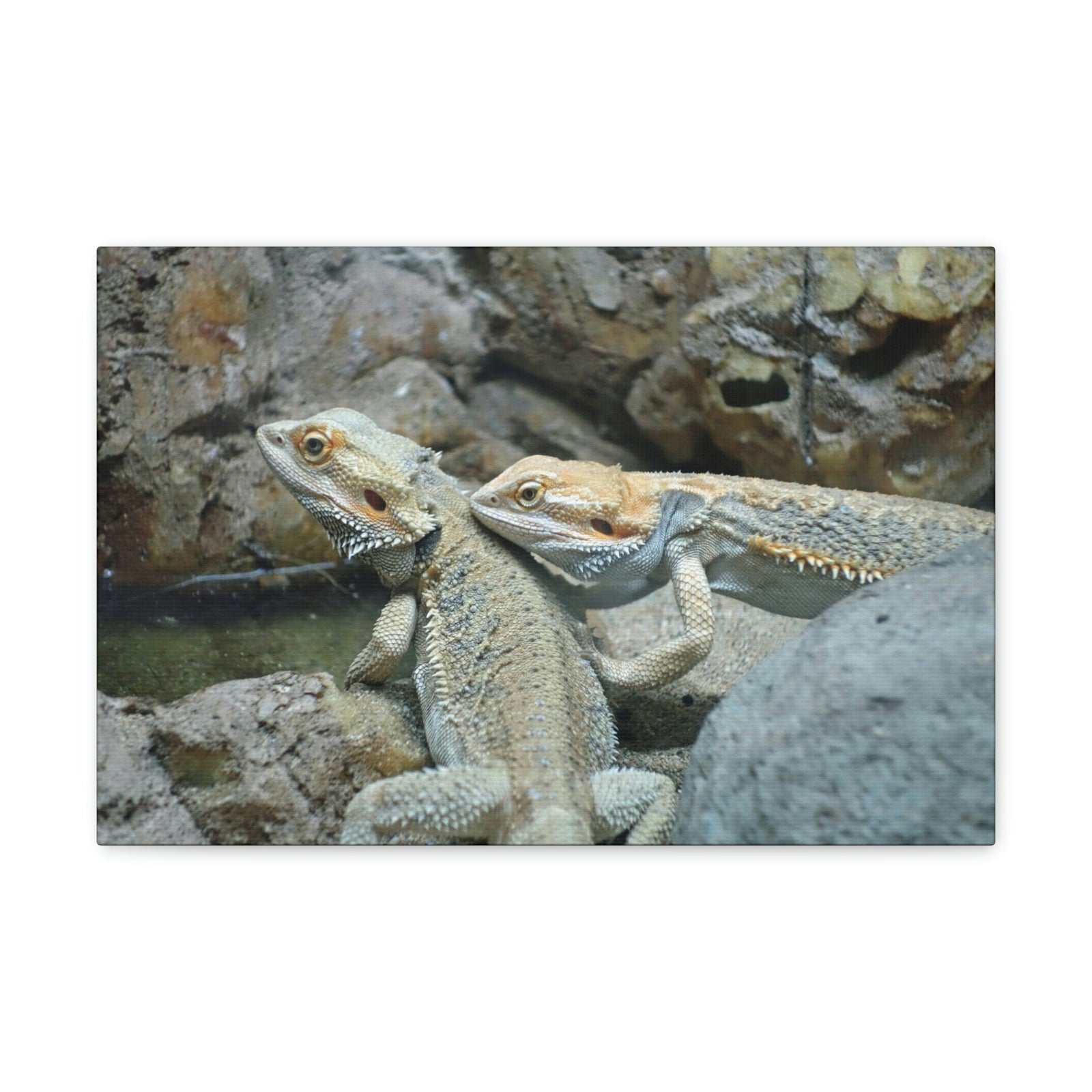 Scripture Walls Water Dragon Couple Water Dragon Couple Print Animal Wall Art Wildlife Canvas Prints Wall Art Ready to Hang Unframed-Express Your Love Gifts