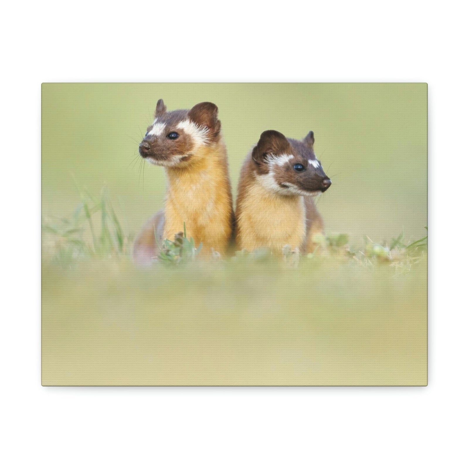 Scripture Walls Weasel Couple Weasel Couple Print Animal Wall Art Wildlife Canvas Prints Wall Art Ready to Hang Unframed-Express Your Love Gifts