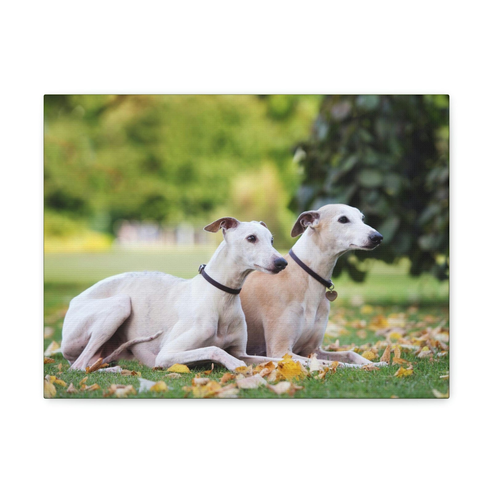 Scripture Walls Whippet Couple Whippet Couple Print Animal Wall Art Wildlife Canvas Prints Wall Art Ready to Hang Unframed-Express Your Love Gifts