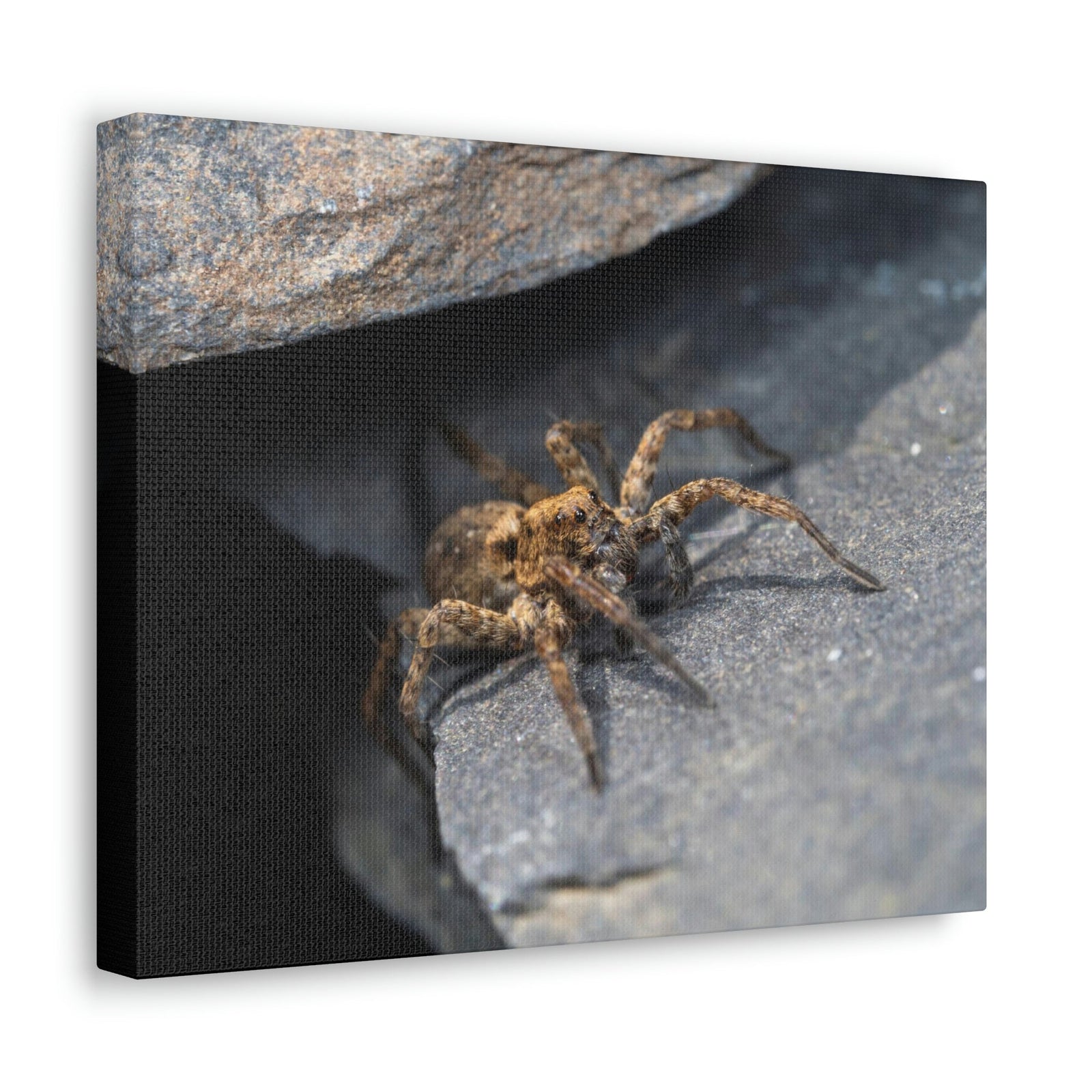 Scripture Walls Wolf Spider Hunting Wolf Spider on Hunt Print Animal Wall Art Wildlife Canvas Prints Wall Art Ready to Hang Unframed-Express Your Love Gifts