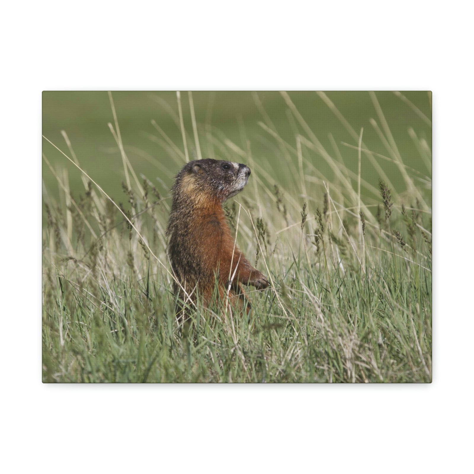 Scripture Walls Yellow Bellied Marmot Hunting Yellow Bellied Marmot on Hunt Print Animal Wall Art Wildlife Canvas Prints Wall Art Ready to Hang Unframed-Express Your Love Gifts