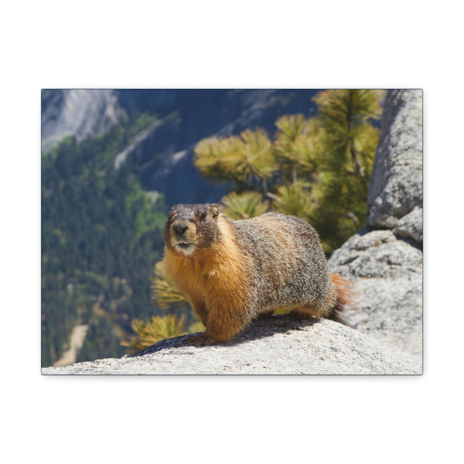 Scripture Walls Yellow Bellied Marmot on a Ridge Near Yosemite Falls Print Animal Wall Art Wildlife Canvas Prints Wall Art Ready to Hang Unframed-Express Your Love Gifts