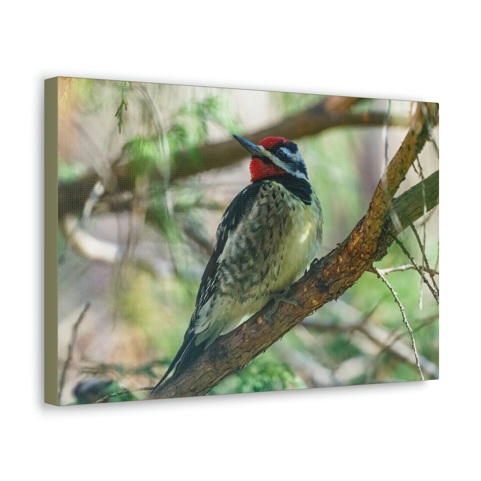 Scripture Walls Yellow Bellied Sapsucker With Red Head Perched on a Branch Looking to the Side Print Animal Wall Art Wildlife Canvas Prints Wall Art Ready to Hang Unframed-Express Your Love Gifts
