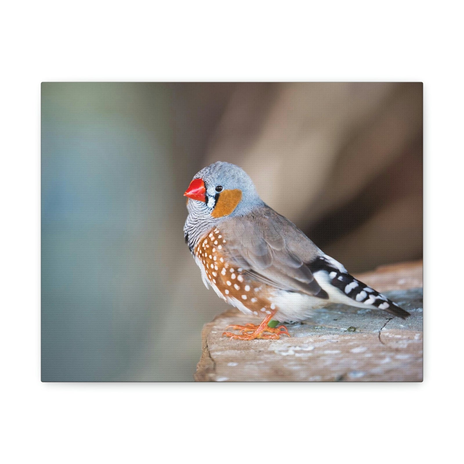 Scripture Walls Zebra Finch Hunting Zebra Finch on Hunt Print Animal Wall Art Wildlife Canvas Prints Wall Art Ready to Hang Unframed-Express Your Love Gifts