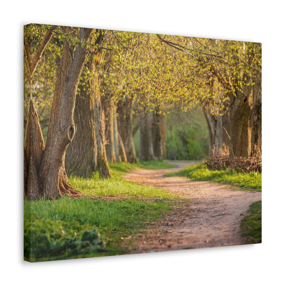Tree Green Path Forest Nature Wilderness Photography Canvas Wall Art for Home Decor Ready-to-Hang-Express Your Love Gifts