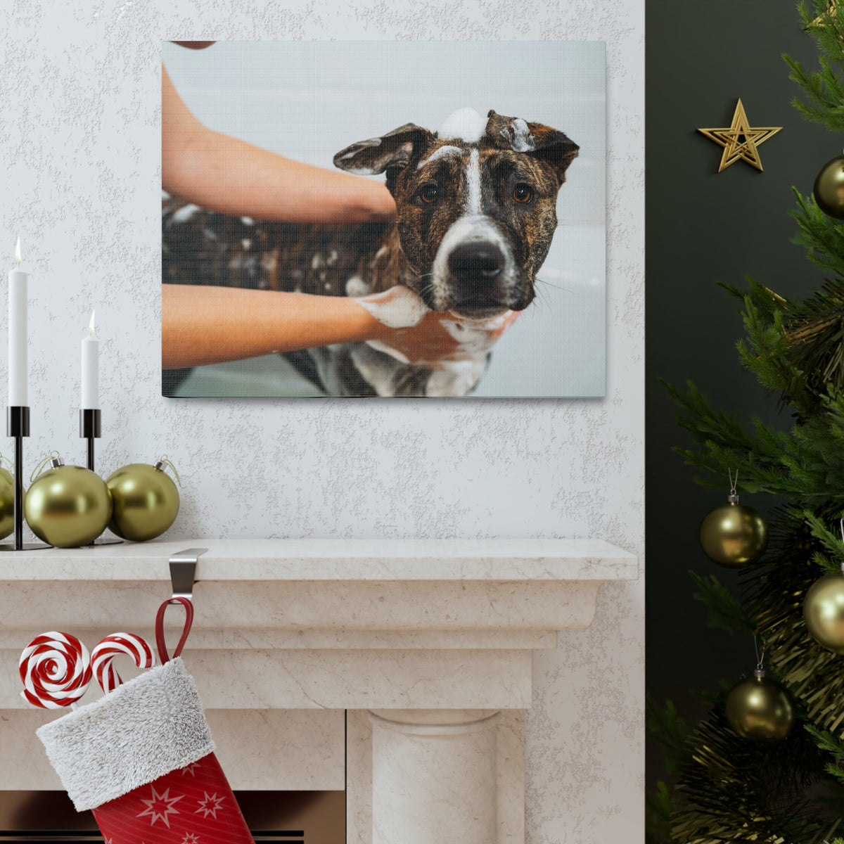 Cute American Staffordshire Terrier Bathee Canvas Wall Art for Home Decor Ready-to-Hang-Express Your Love Gifts