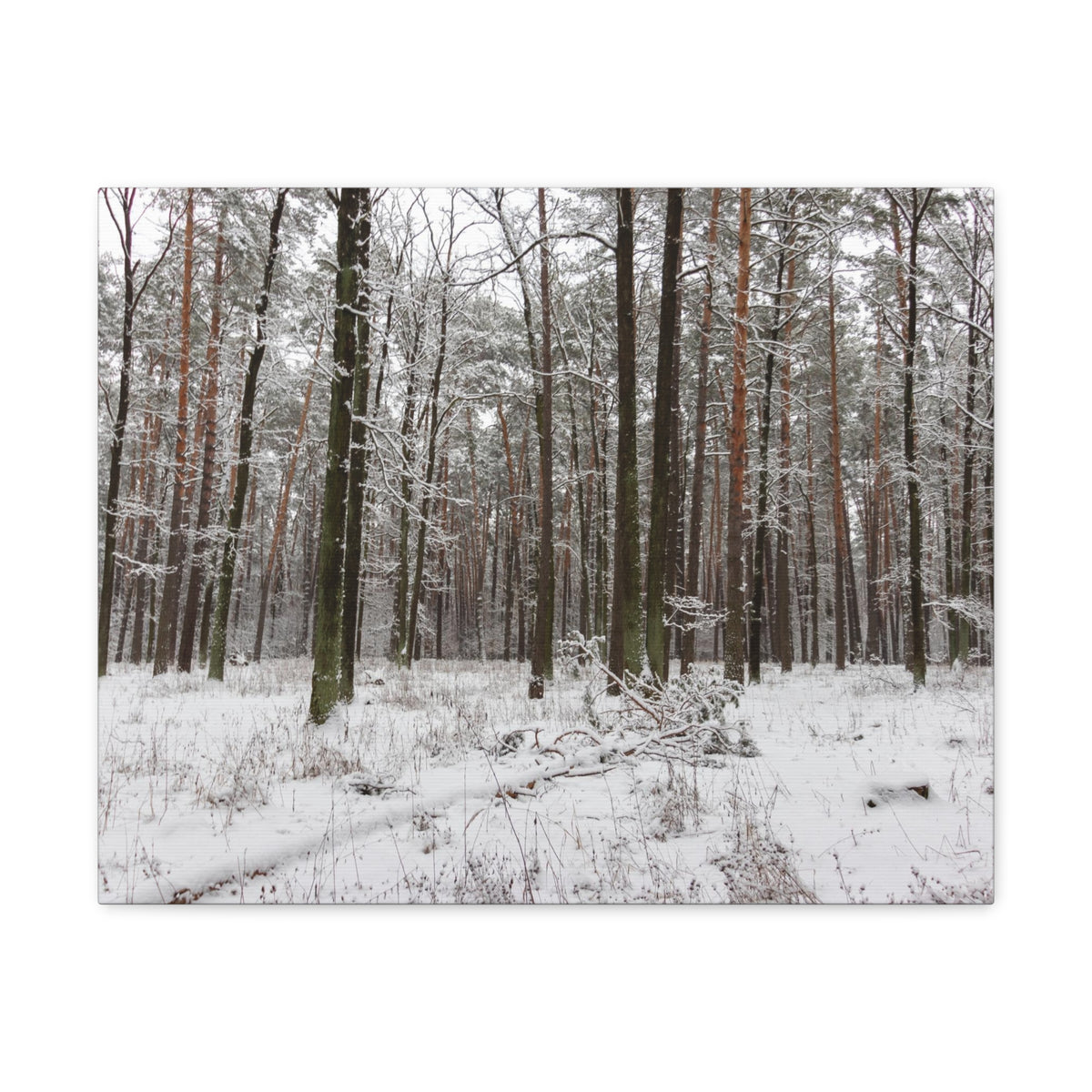 Winter Tree Covered In Snow Forest Nature Wilderness Photography Canvas Wall Art for Home Decor Ready-to-Hang-Express Your Love Gifts