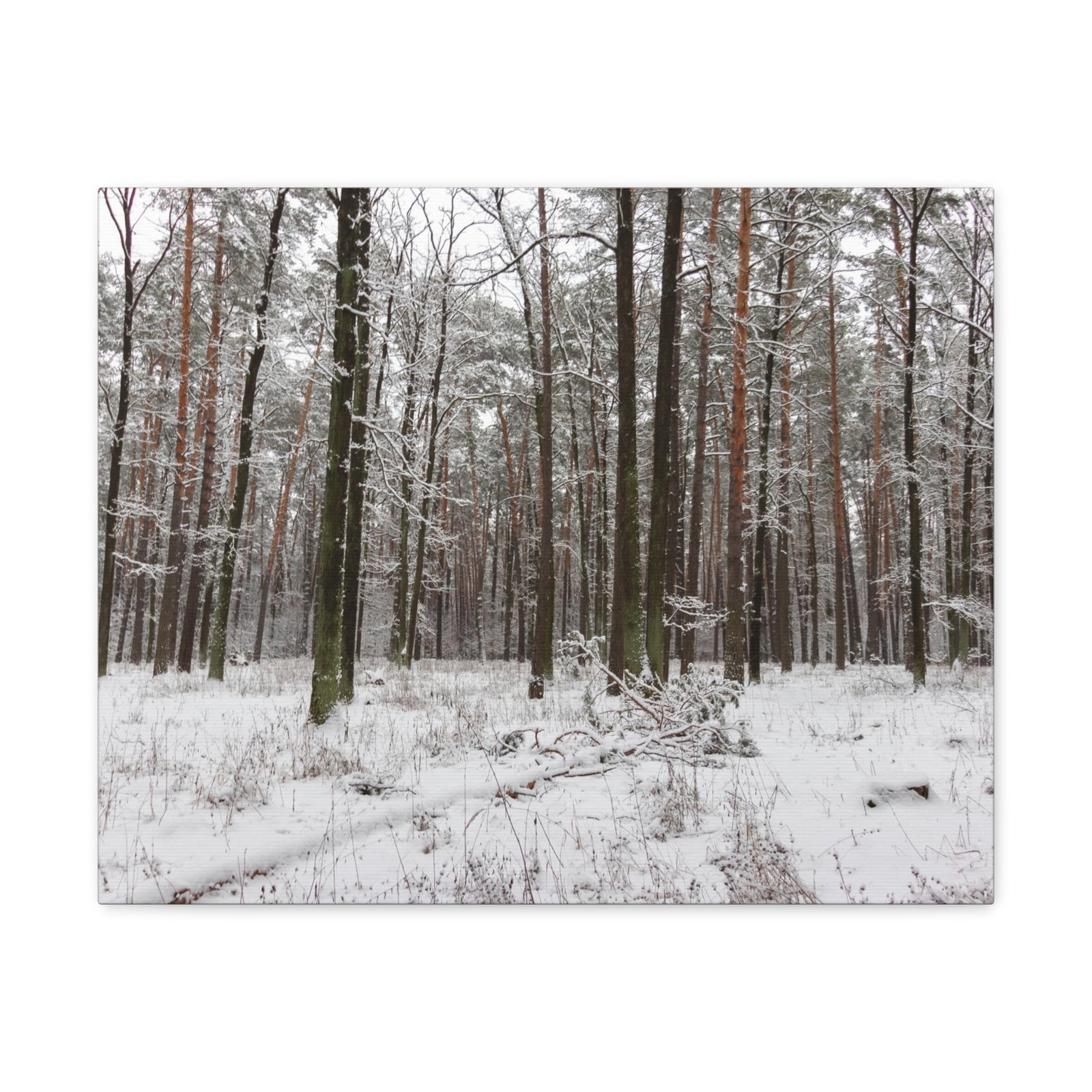 Winter Tree Covered In Snow Forest Nature Wilderness Photography Canvas Wall Art for Home Decor Ready-to-Hang-Express Your Love Gifts