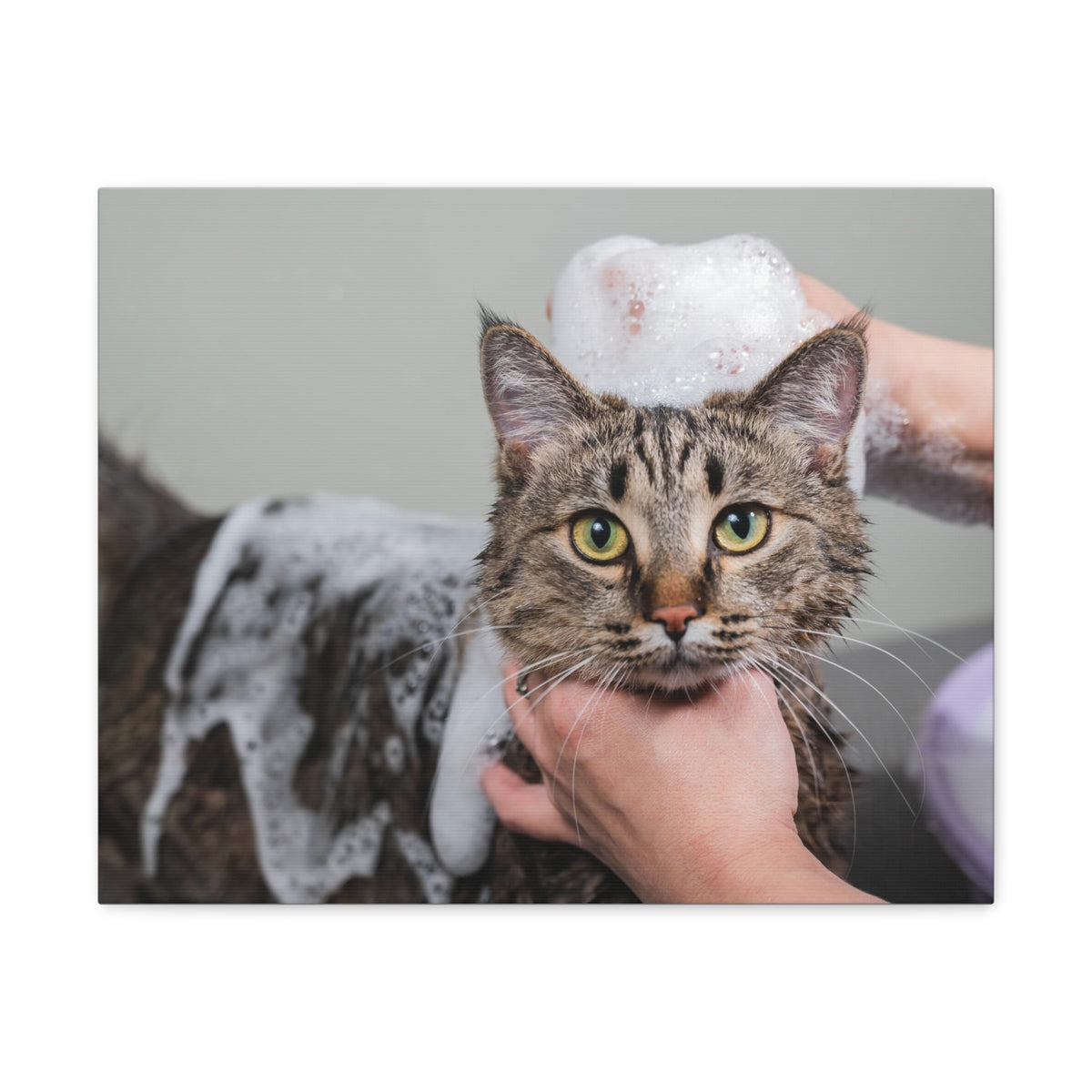 Cute Tabby Gray Cat Bathee Canvas Wall Art for Home Decor Ready-to-Hang-Express Your Love Gifts