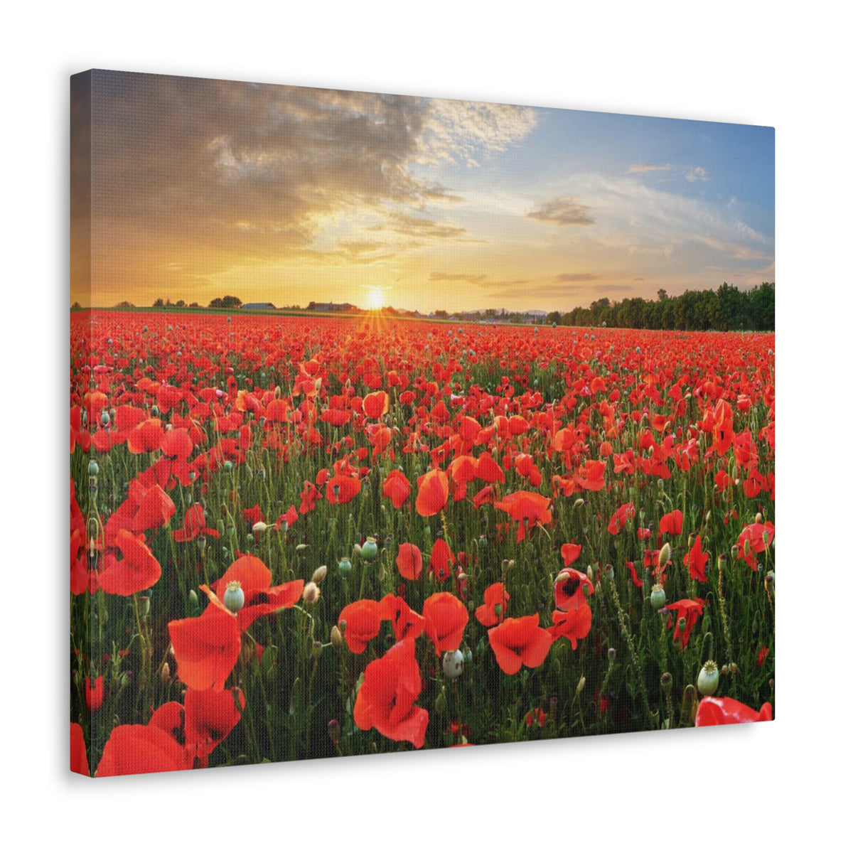 Sunset Over Poppy Field Flower Canvas Wall Art for Home Decor Ready-to-Hang-Express Your Love Gifts