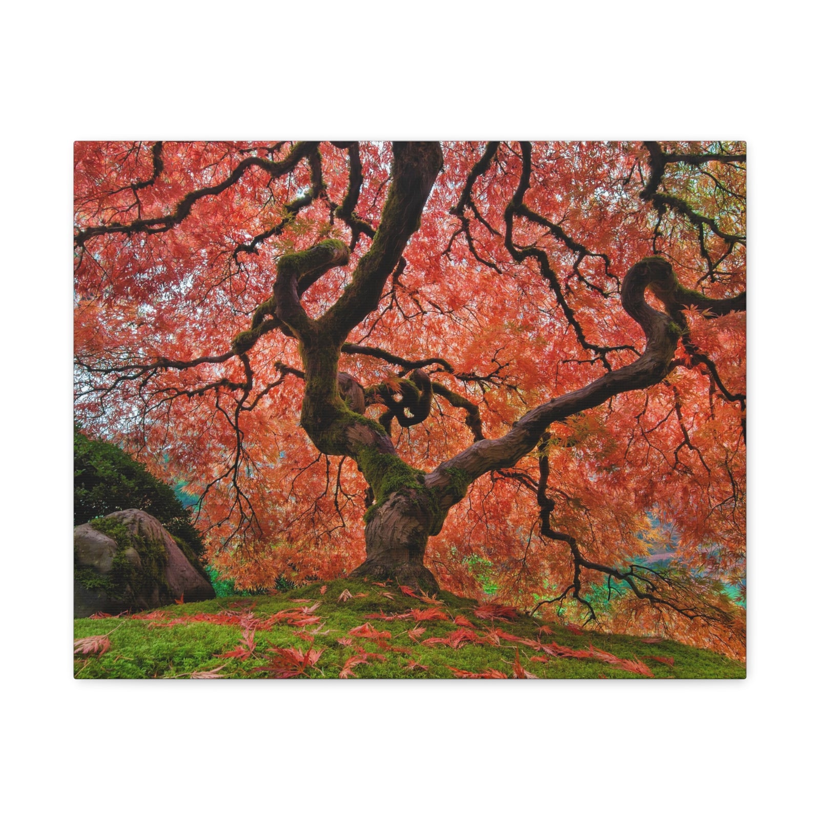 Old Japanese Maple Tree In Japanese Garden Canvas Wall Art for Home Decor Ready-to-Hang-Express Your Love Gifts