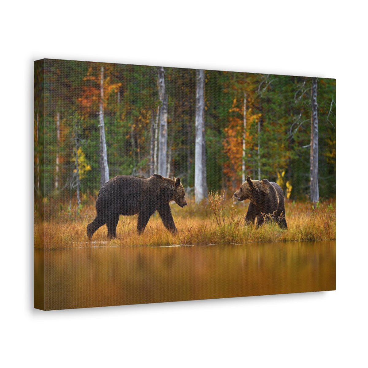 Spring Forest Bears Nature Wilderness Photography Canvas Wall Art for Home Decor Ready-to-Hang-Express Your Love Gifts