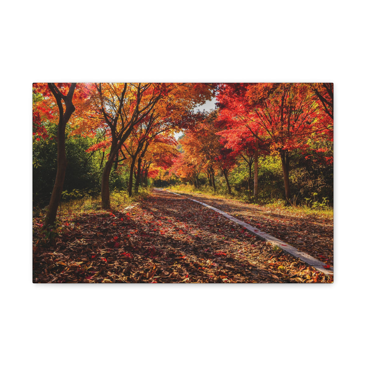 Orange Tree Path Autumn Park Nature Wilderness Photography Canvas Wall Art for Home Decor Ready-to-Hang-Express Your Love Gifts