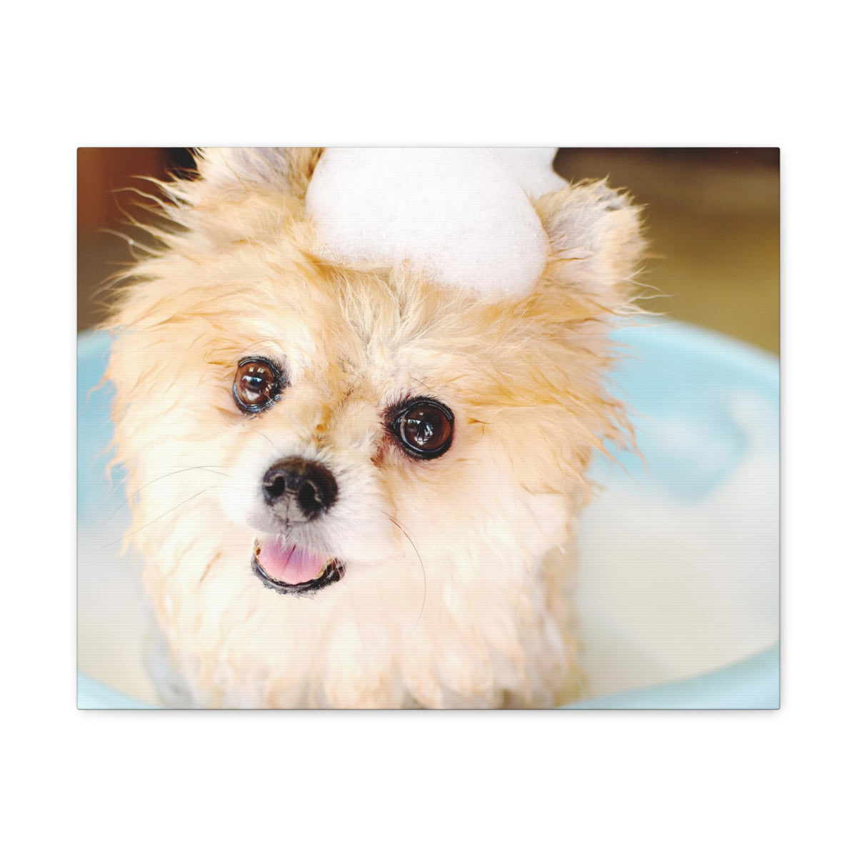Cute Pomeranian Bathee Canvas Wall Art for Home Decor Ready-to-Hang-Express Your Love Gifts