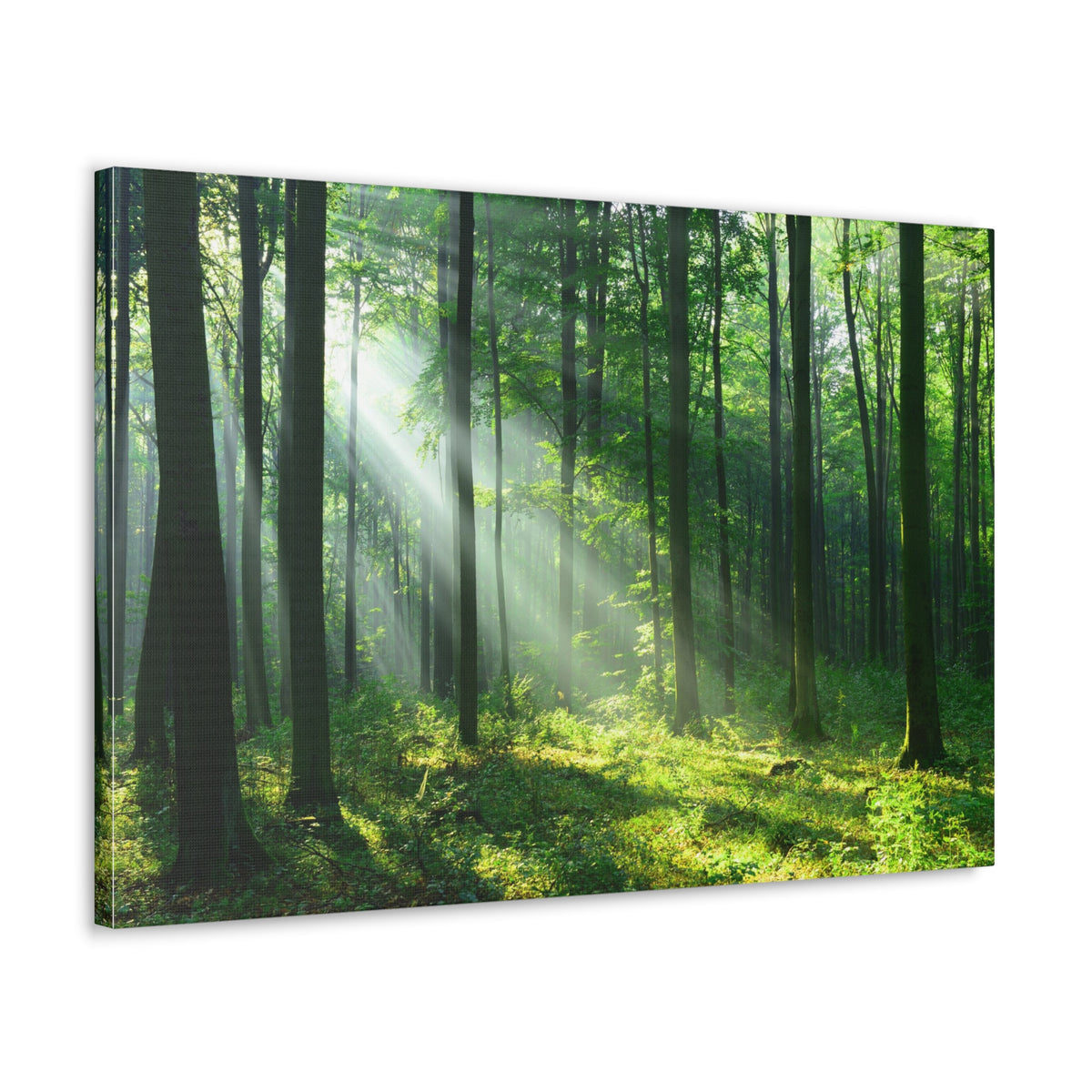 Green Forest Sunlight Nature Wilderness Photography Canvas Wall Art for Home Decor Ready-to-Hang-Express Your Love Gifts