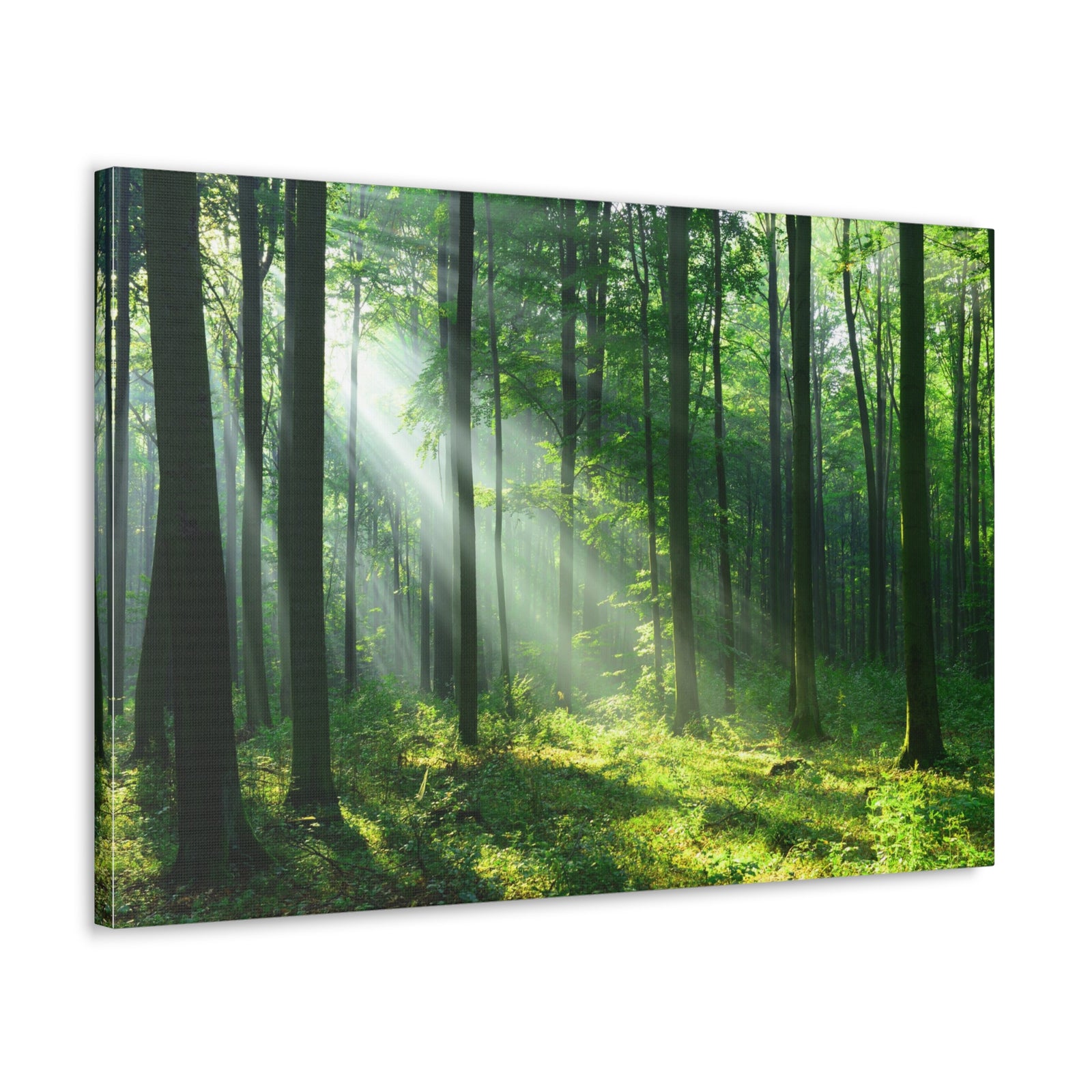 Green Forest Sunlight Nature Wilderness Photography Canvas Wall Art for Home Decor Ready-to-Hang-Express Your Love Gifts