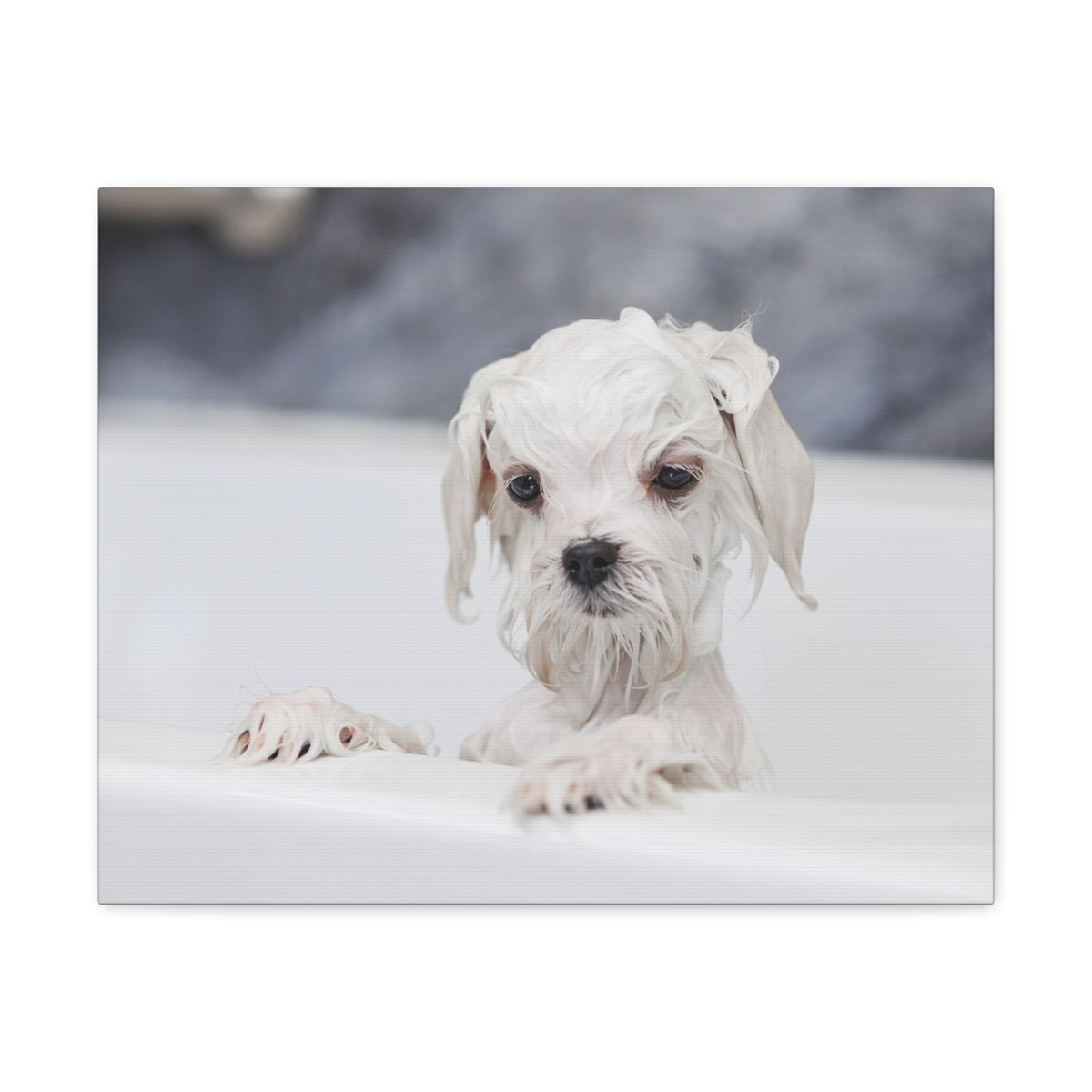 Cute White Maltese Bath Canvas Wall Art for Home Decor Ready-to-Hang-Express Your Love Gifts